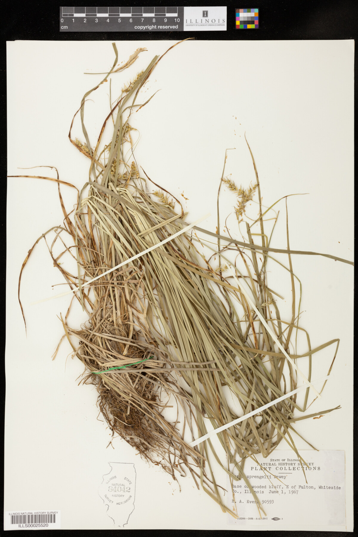 Carex sprengelii image