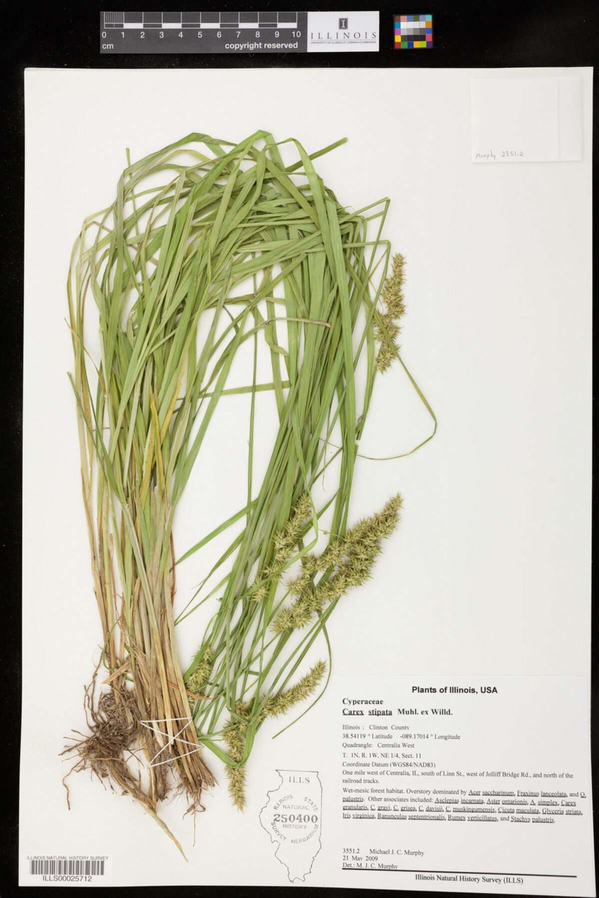 Carex stipata image