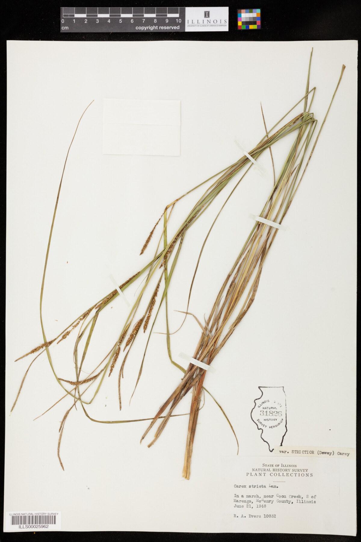 Carex stricta image