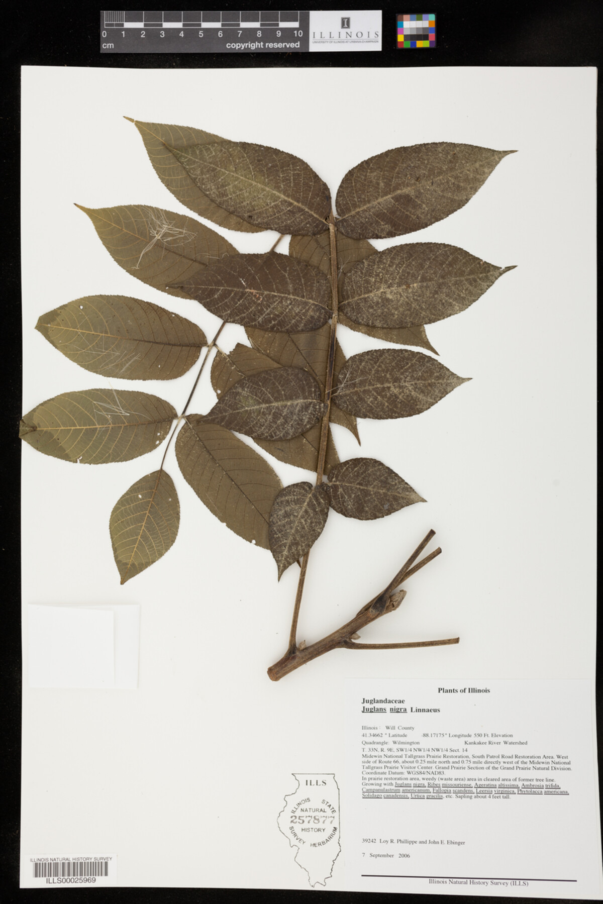 Juglans nigra image