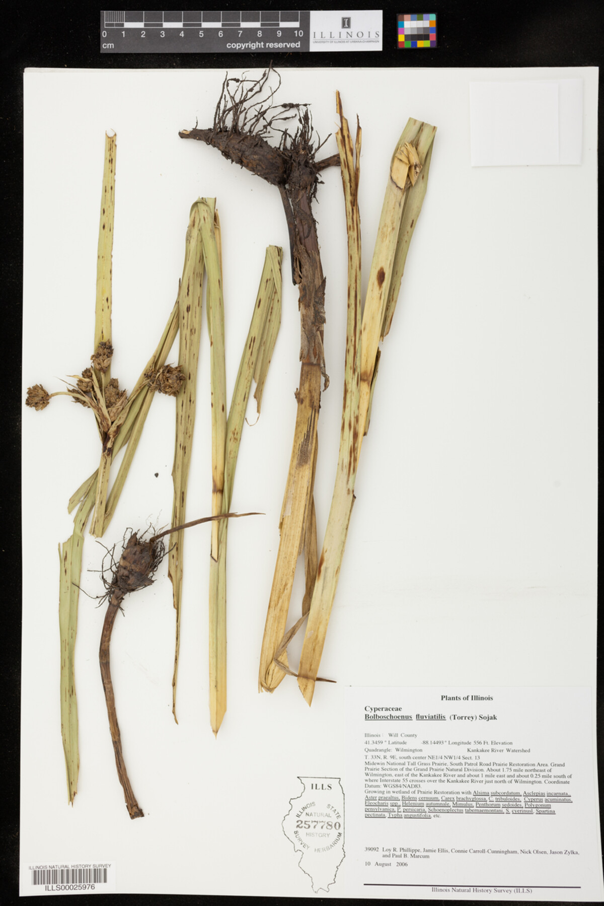 Bolboschoenus fluviatilis image