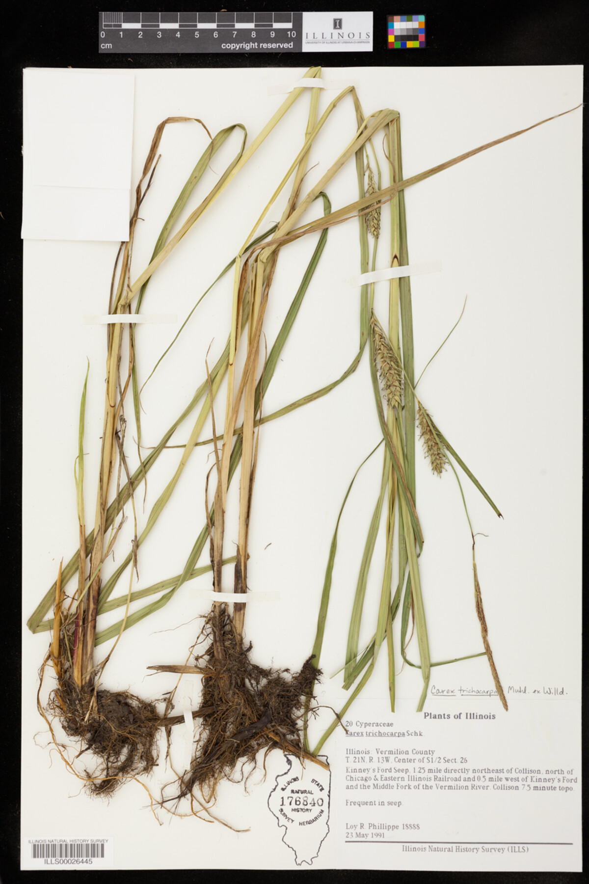 Carex trichocarpa image