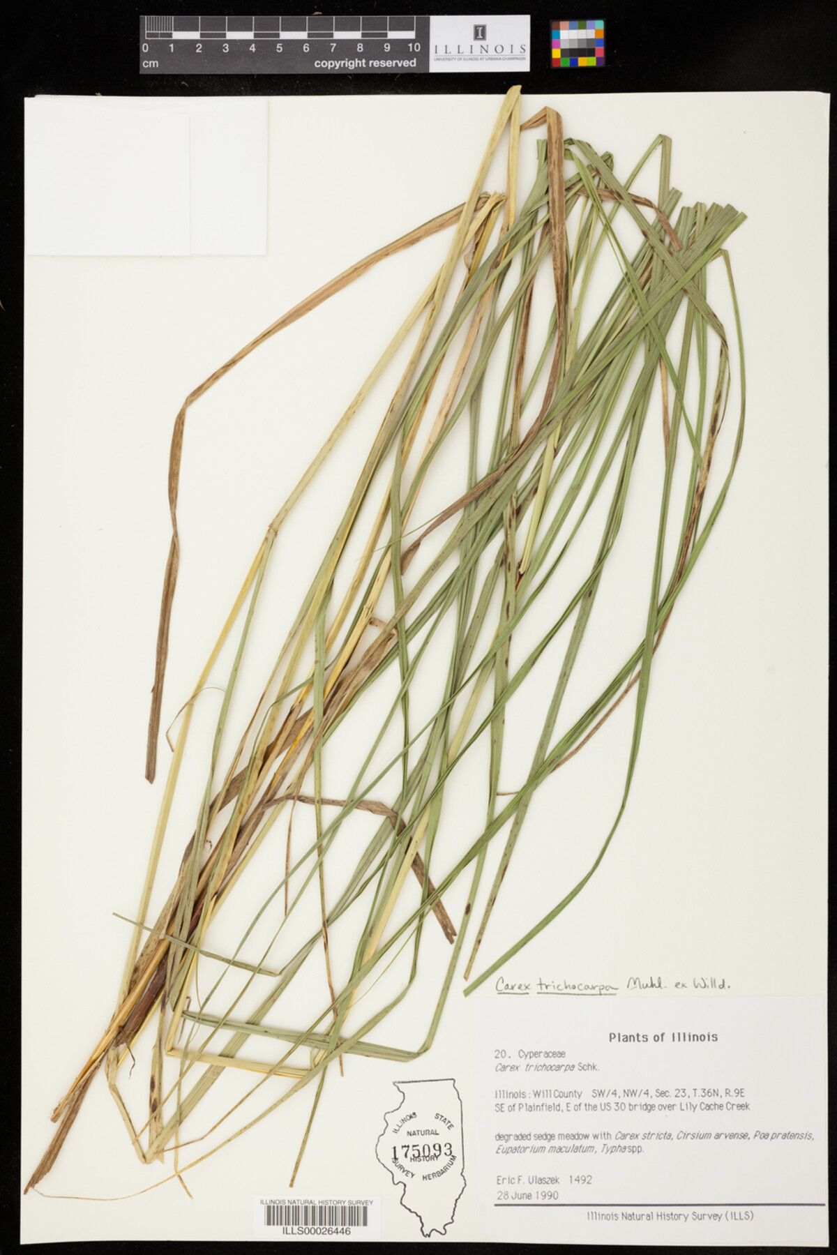 Carex trichocarpa image