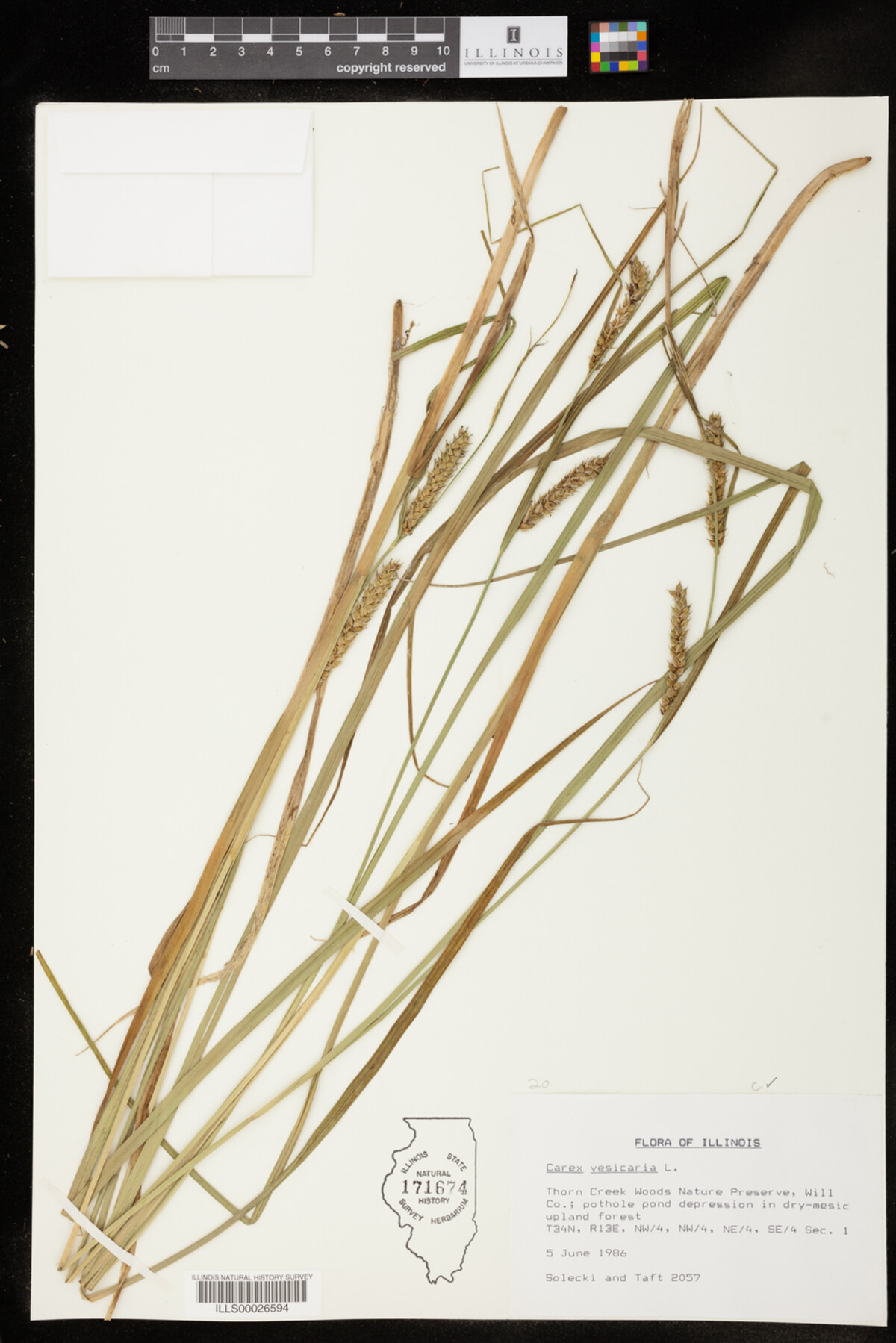 Carex vesicaria image