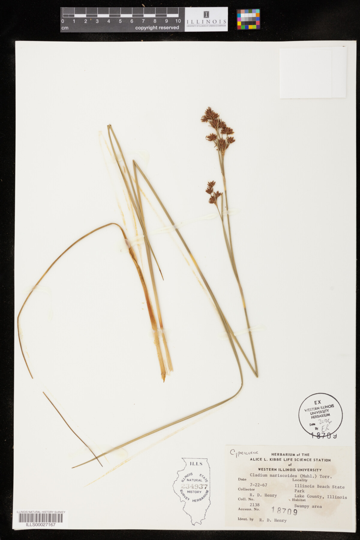 Cladium mariscoides image