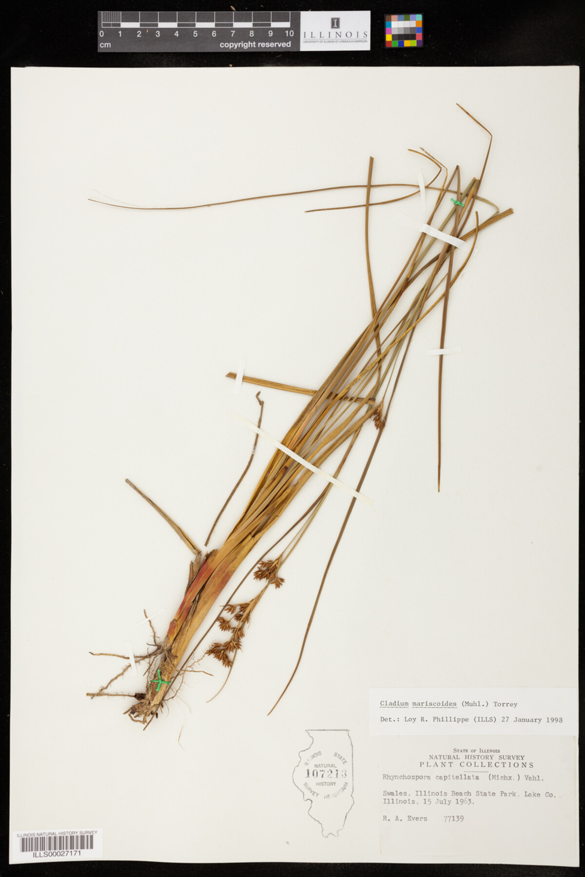Cladium mariscoides image