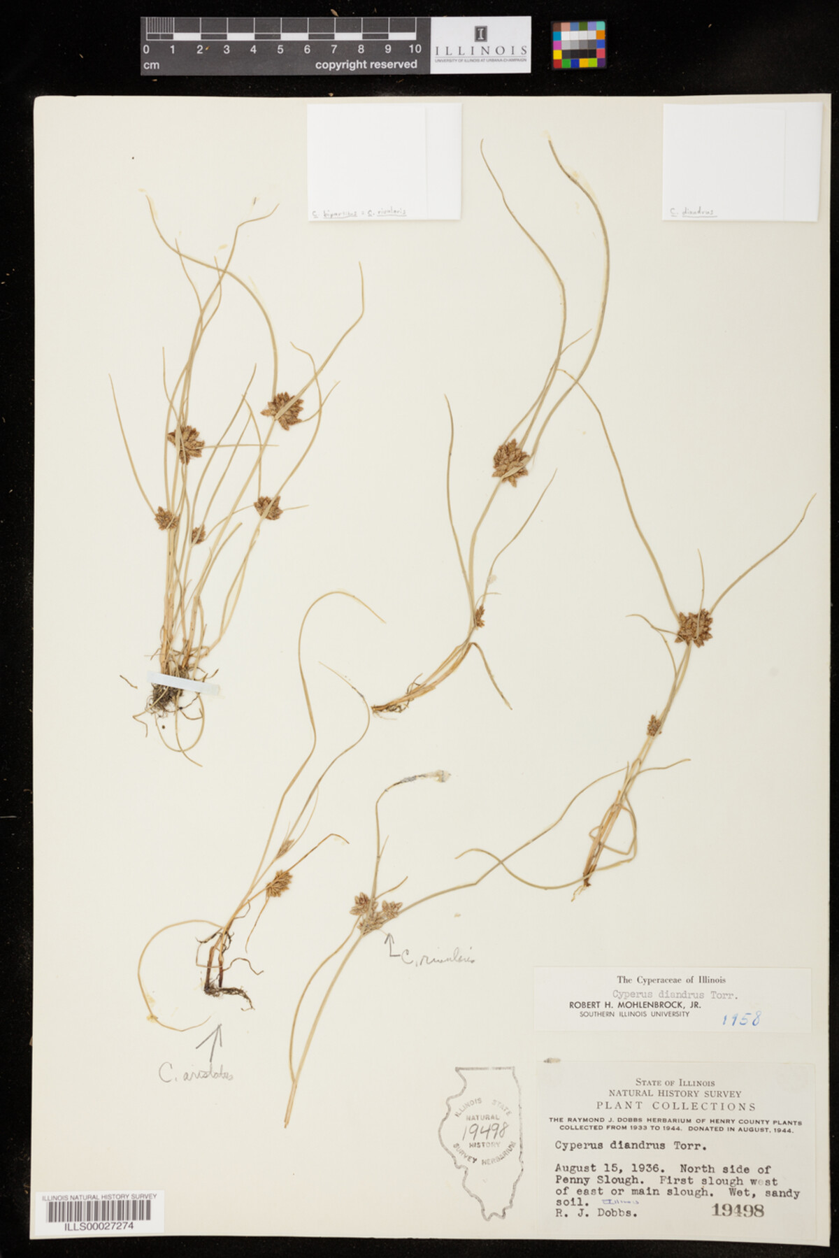 Cyperus diandrus image