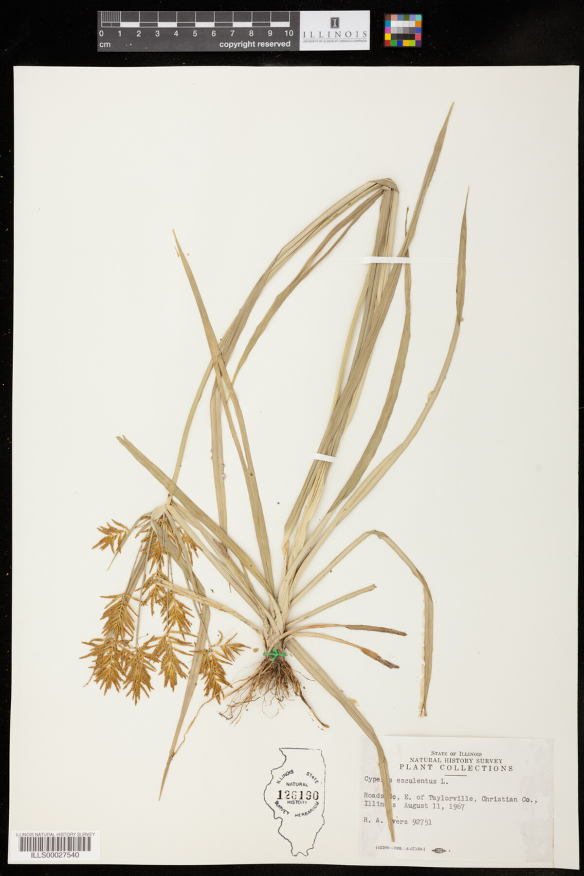 Cyperus esculentus image