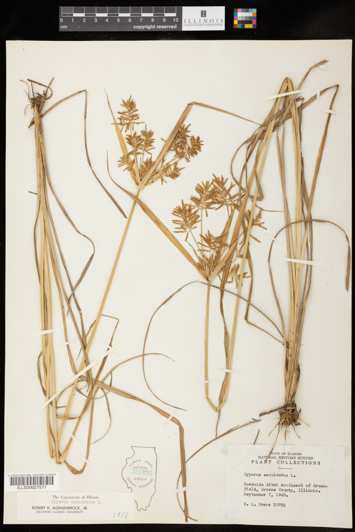 Cyperus esculentus image