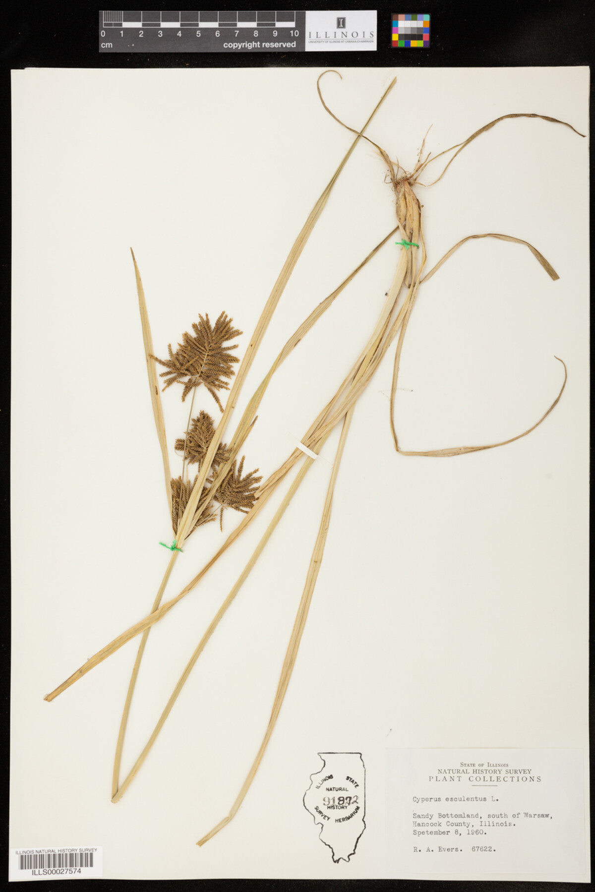 Cyperus esculentus image