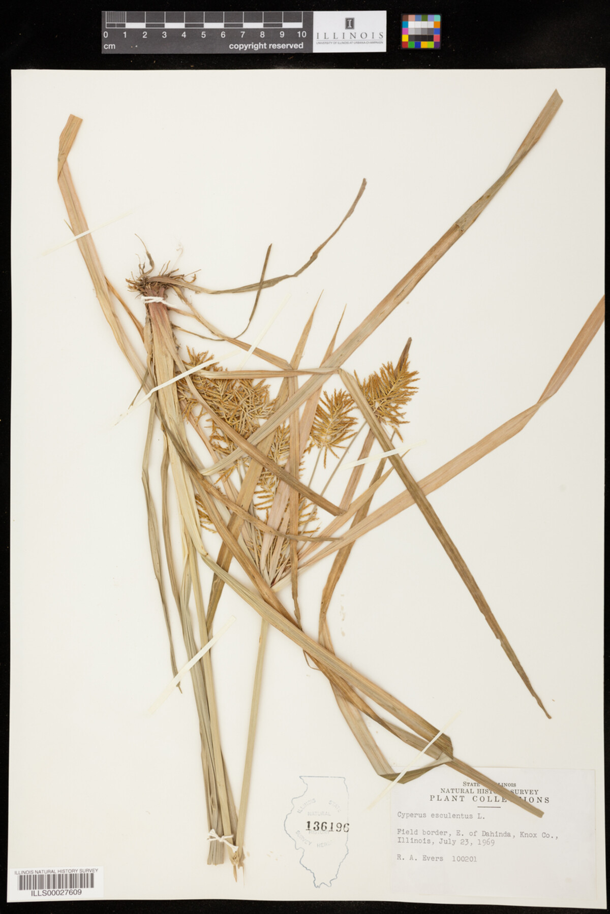 Cyperus image