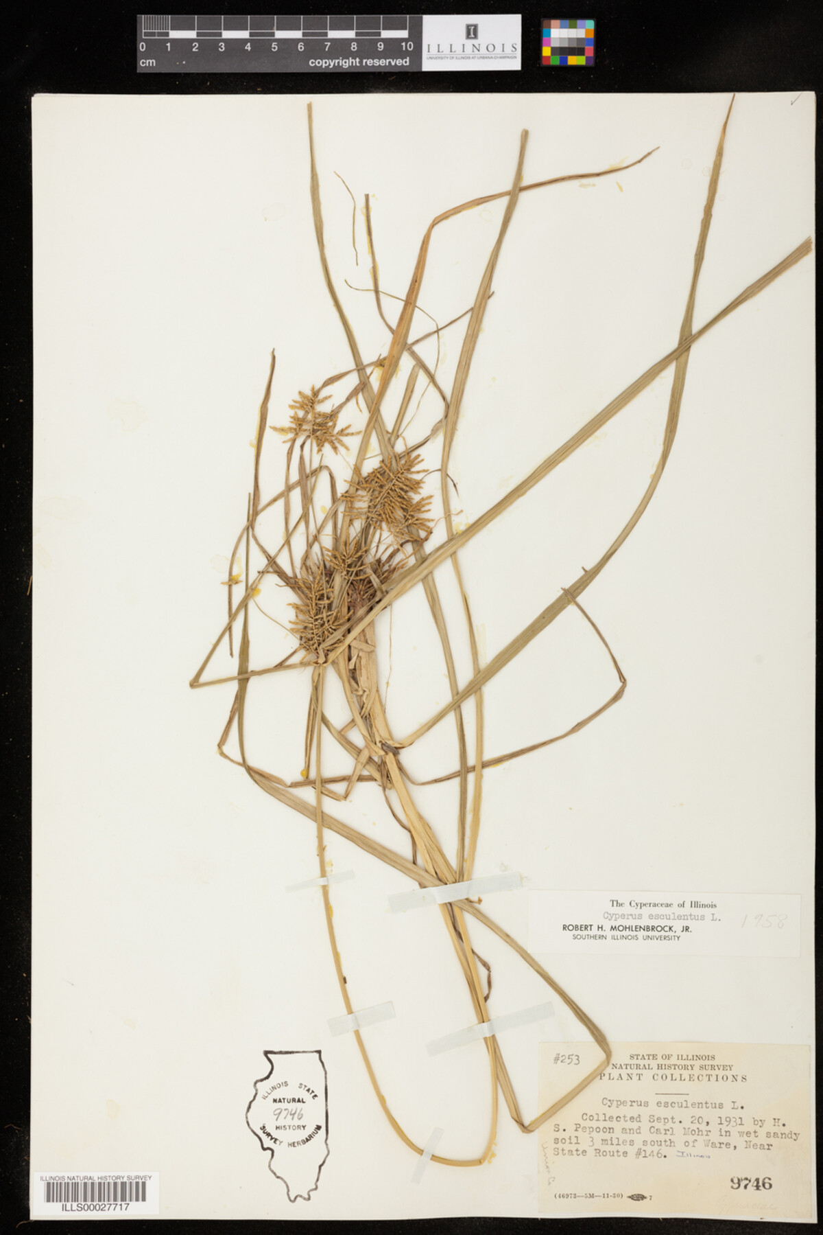 Cyperus esculentus image