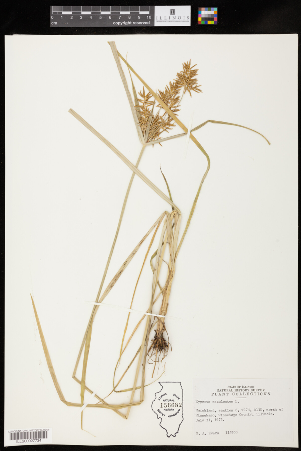 Cyperus esculentus image