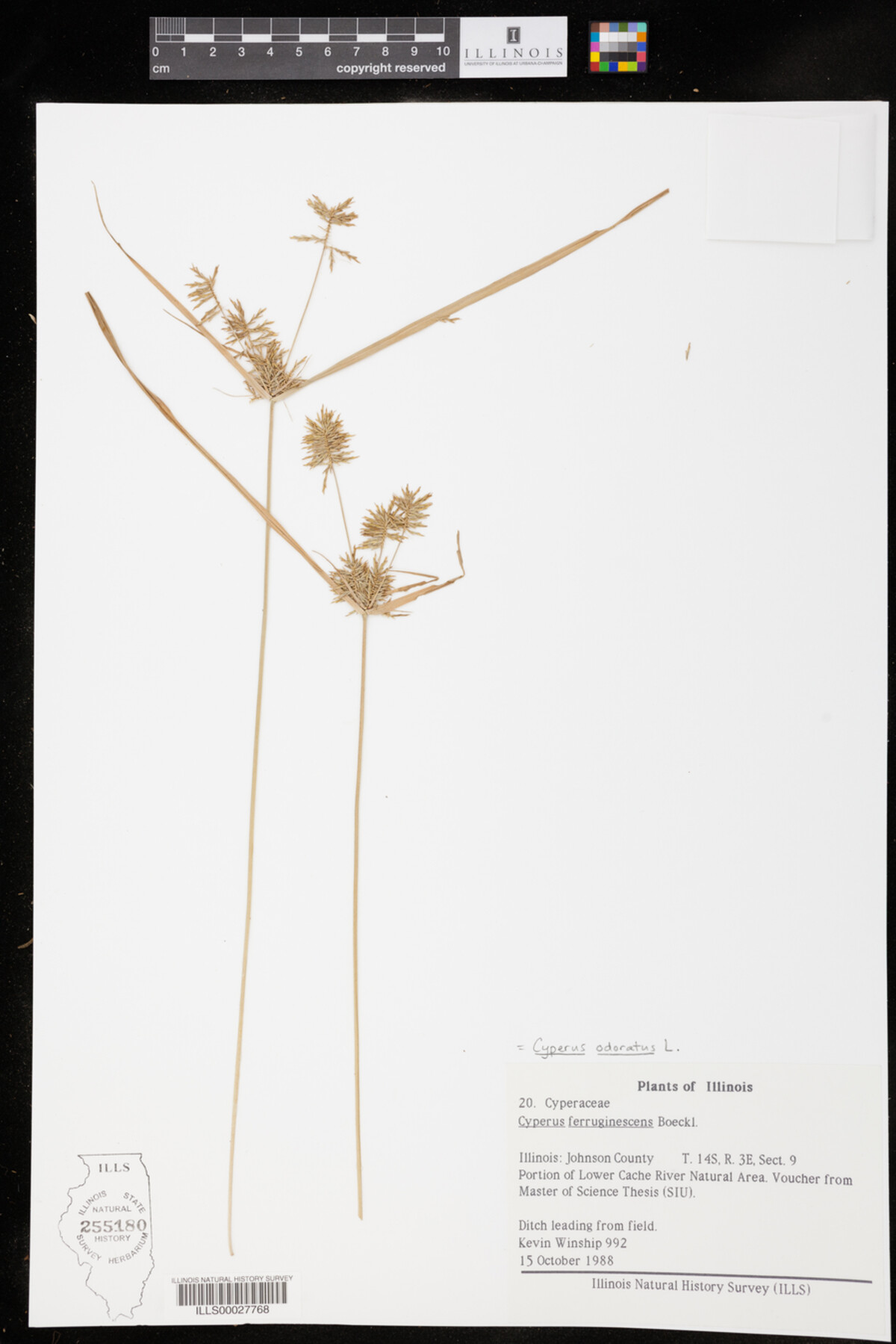 Cyperus odoratus image