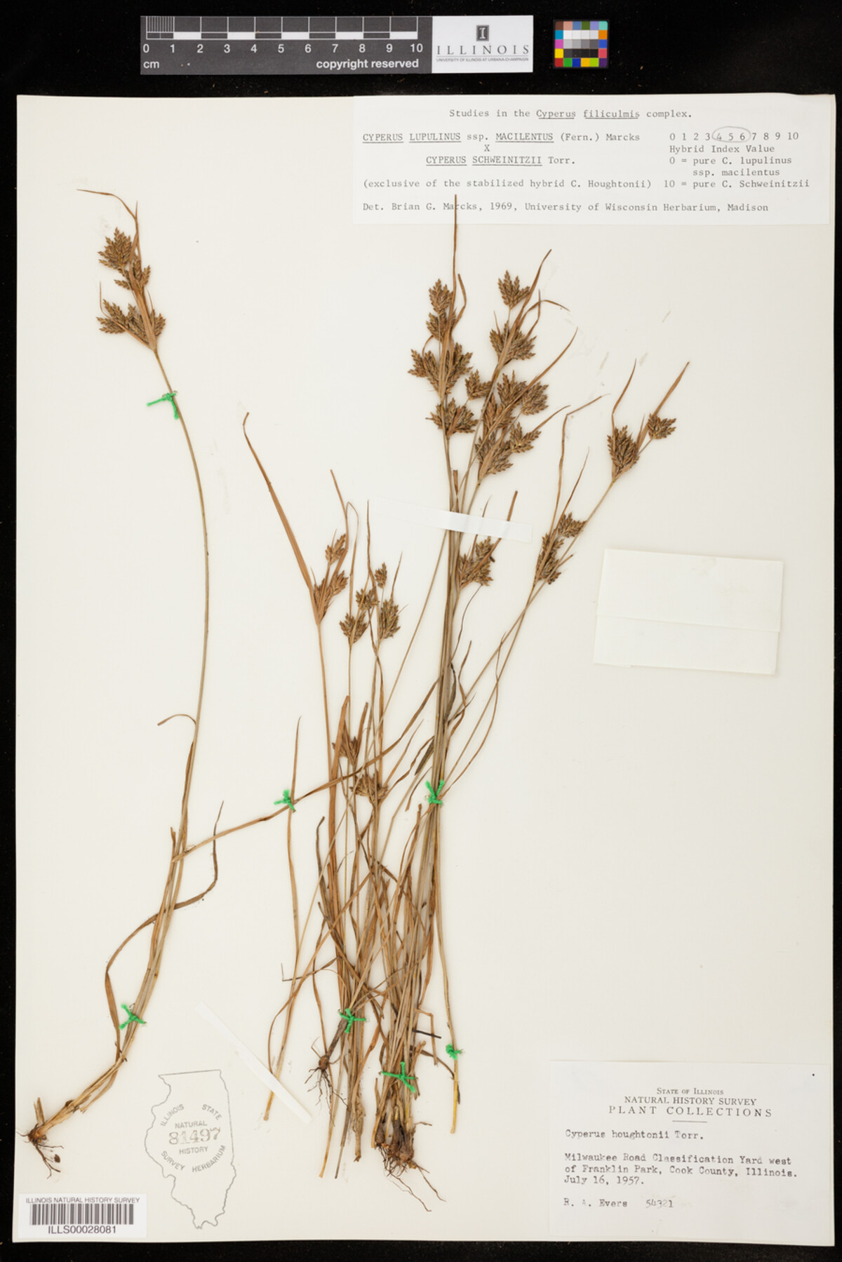 Cyperus lupulinus ssp. macilentus x Cyperus schweinitzii image