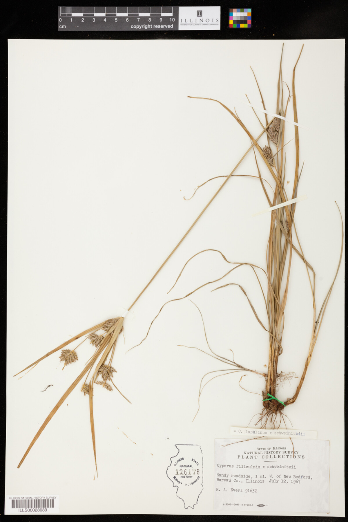 Cyperus lupulinus x schweinitzii image