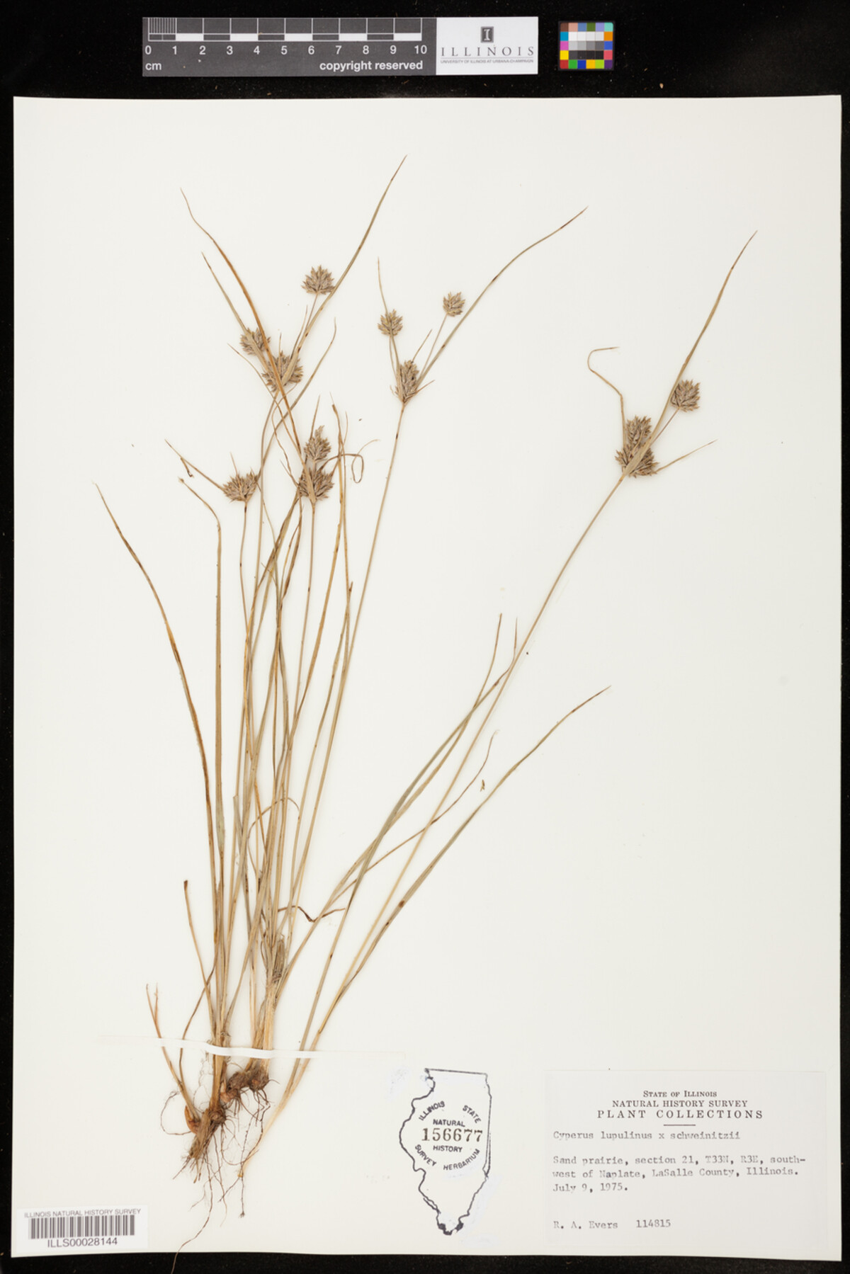 Cyperus lupulinus x schweinitzii image