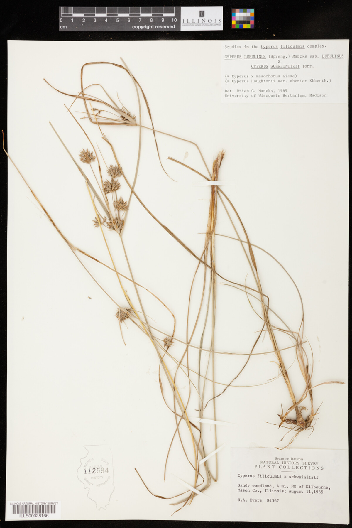Cyperus lupulinus ssp. lupulinus x Cyperus schweinitzii image