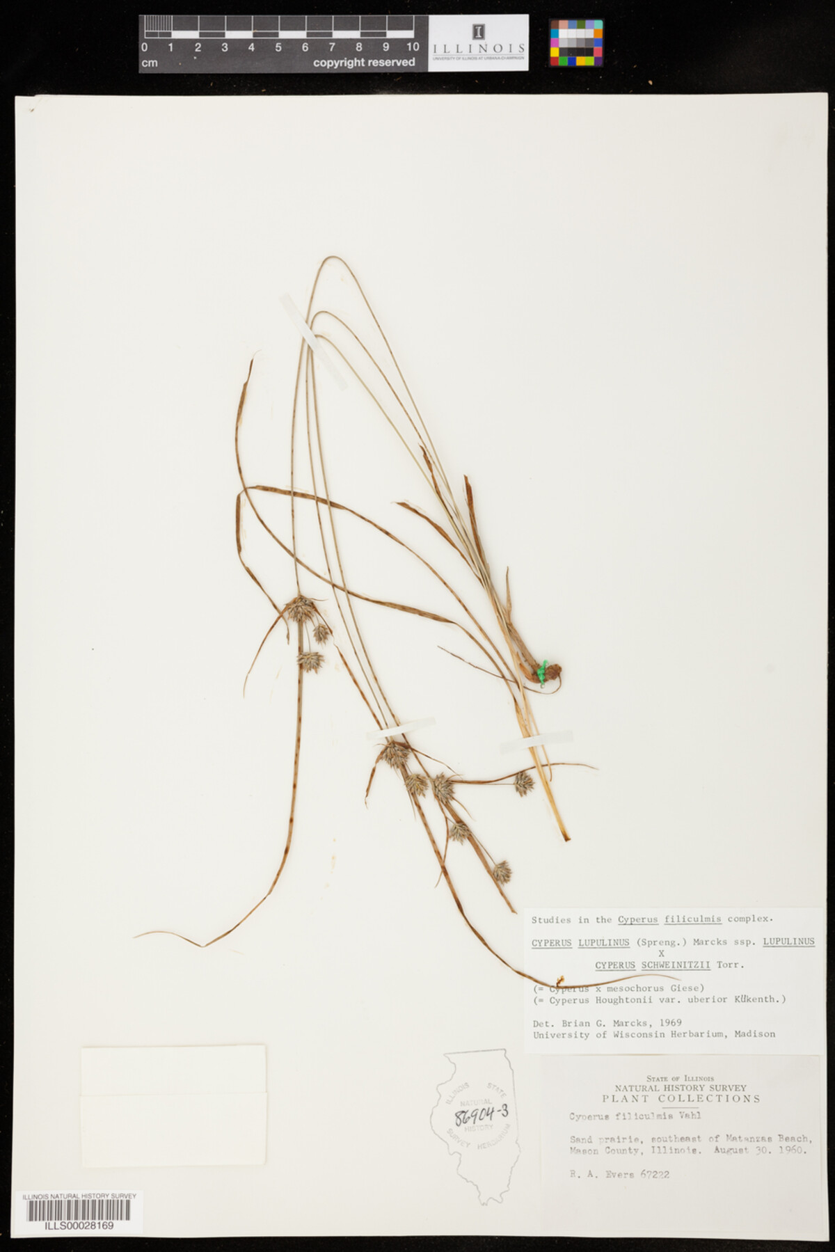 Cyperus lupulinus ssp. lupulinus x Cyperus schweinitzii image