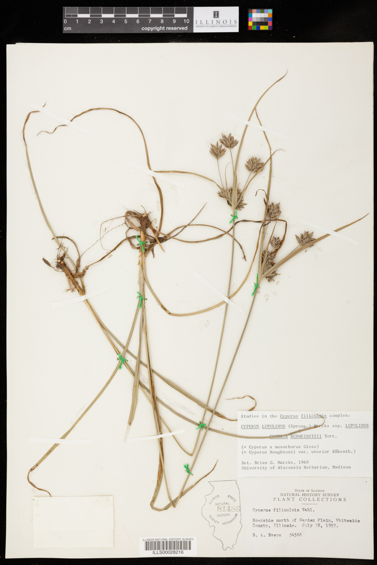 Cyperus lupulinus ssp. lupulinus x Cyperus schweinitzii image