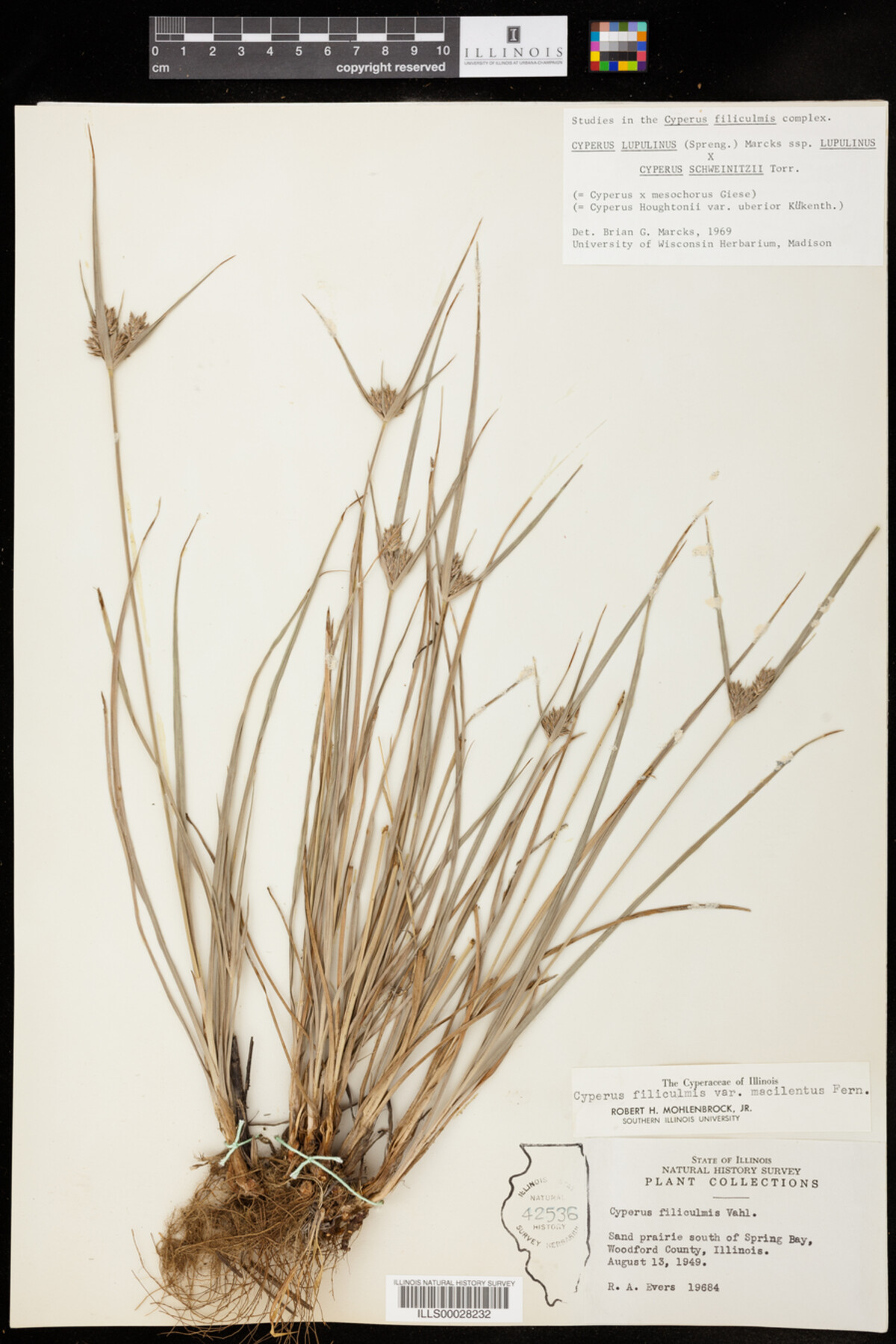 Cyperus lupulinus ssp. lupulinus x Cyperus schweinitzii image