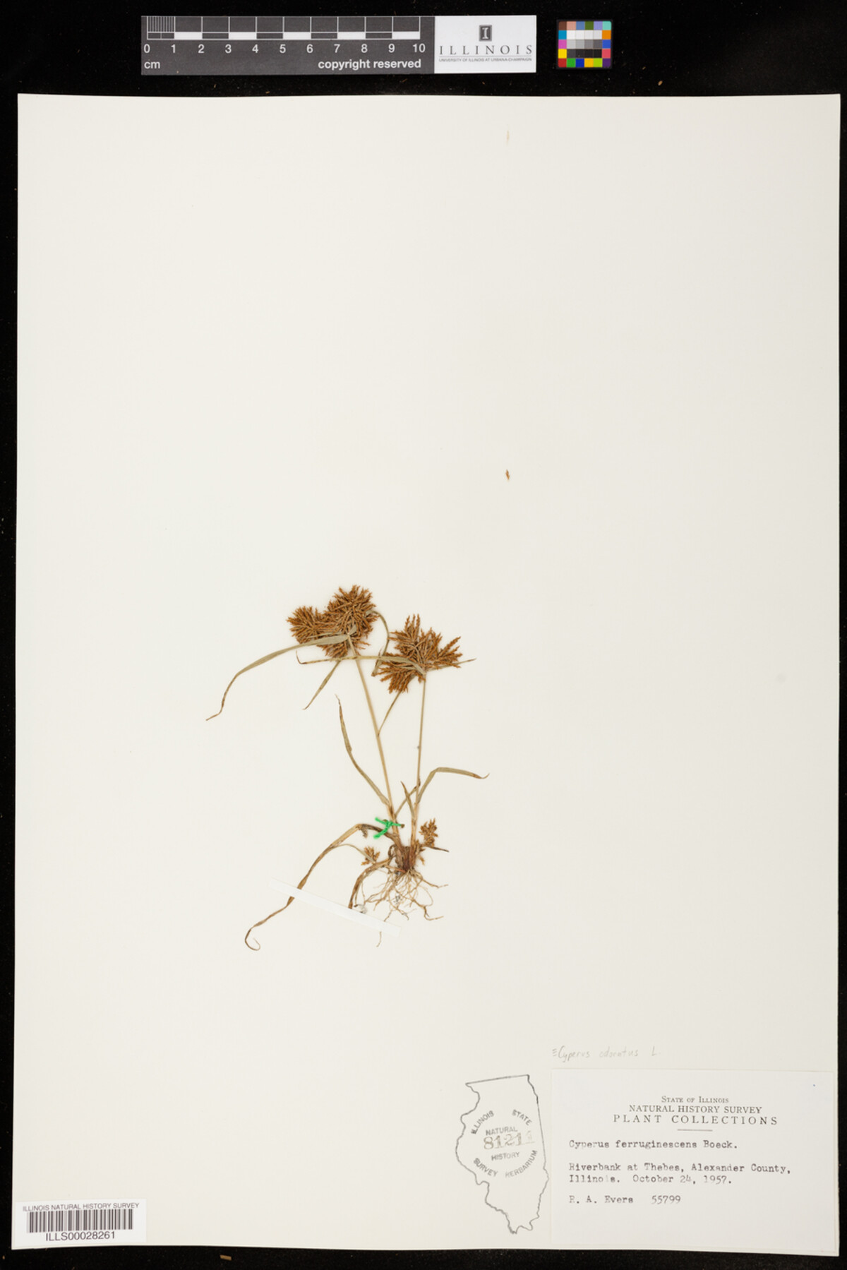 Cyperus odoratus image