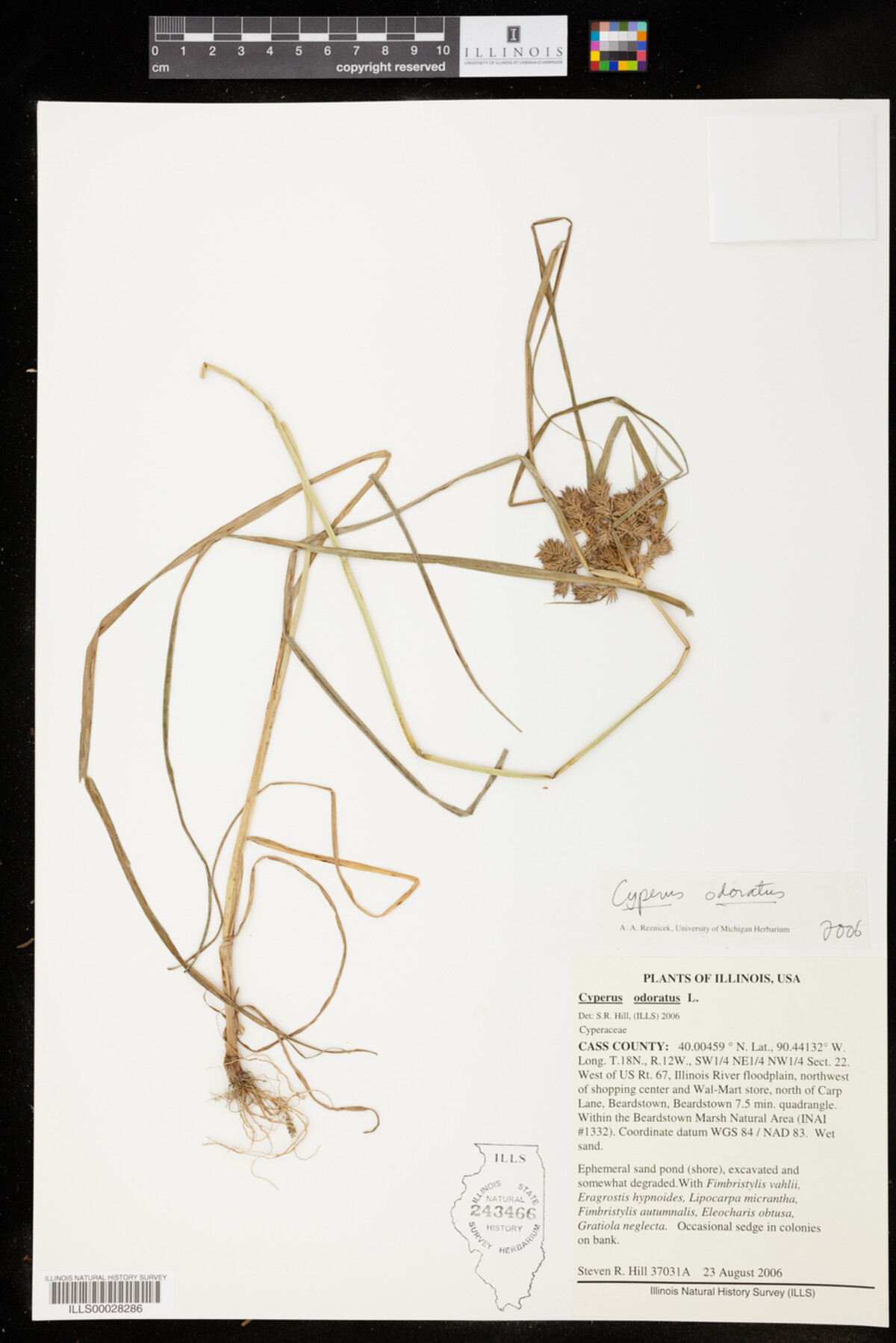 Cyperus image