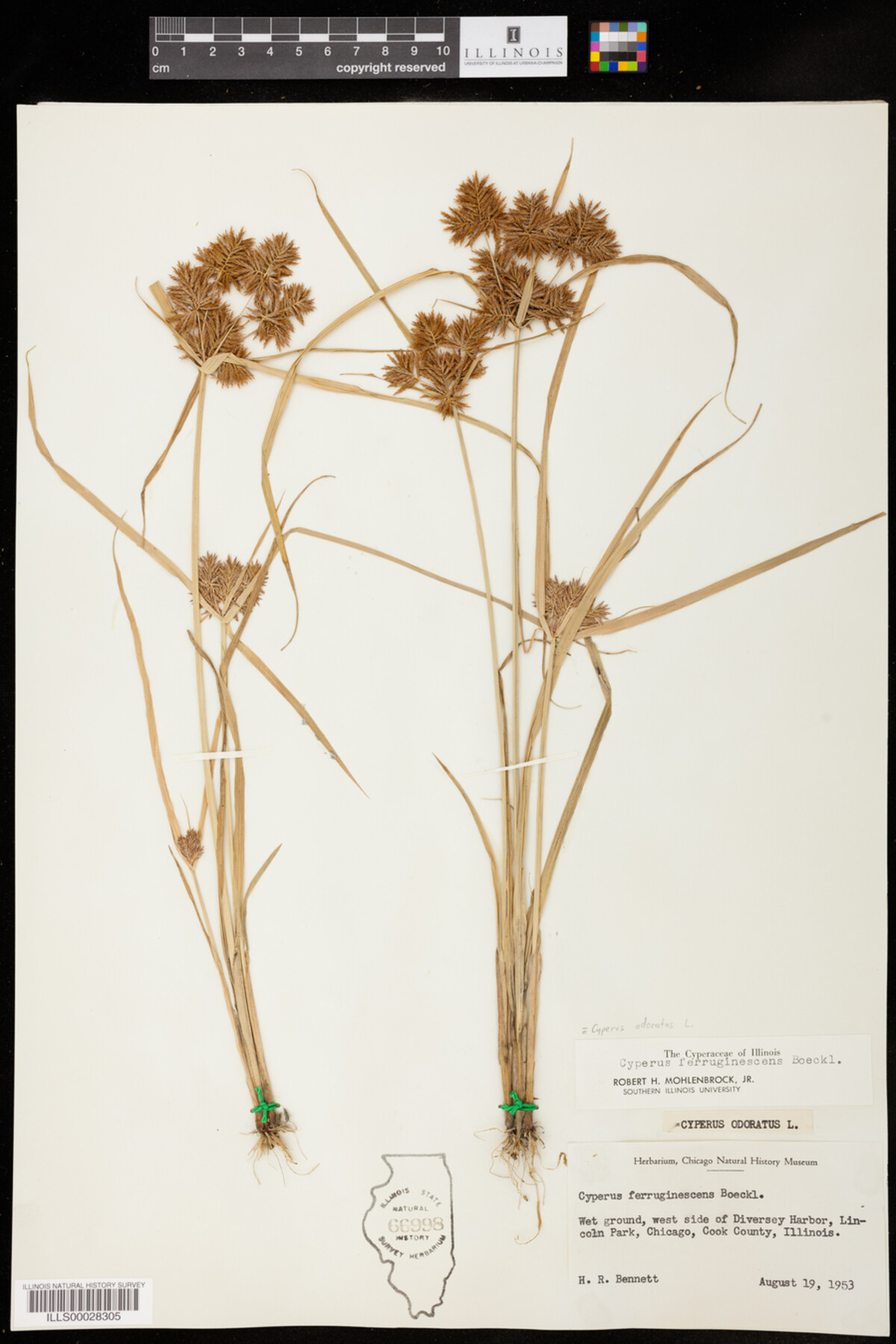 Cyperus odoratus image