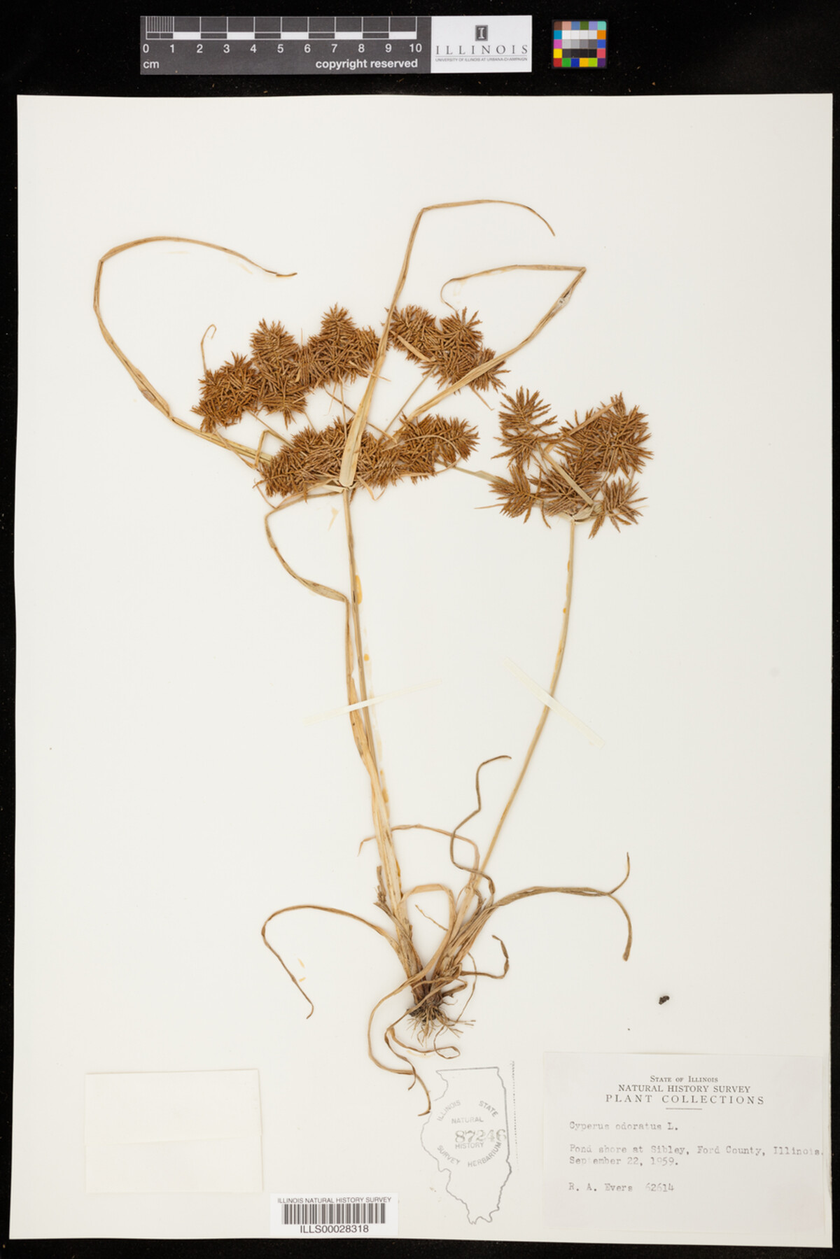 Cyperus odoratus image