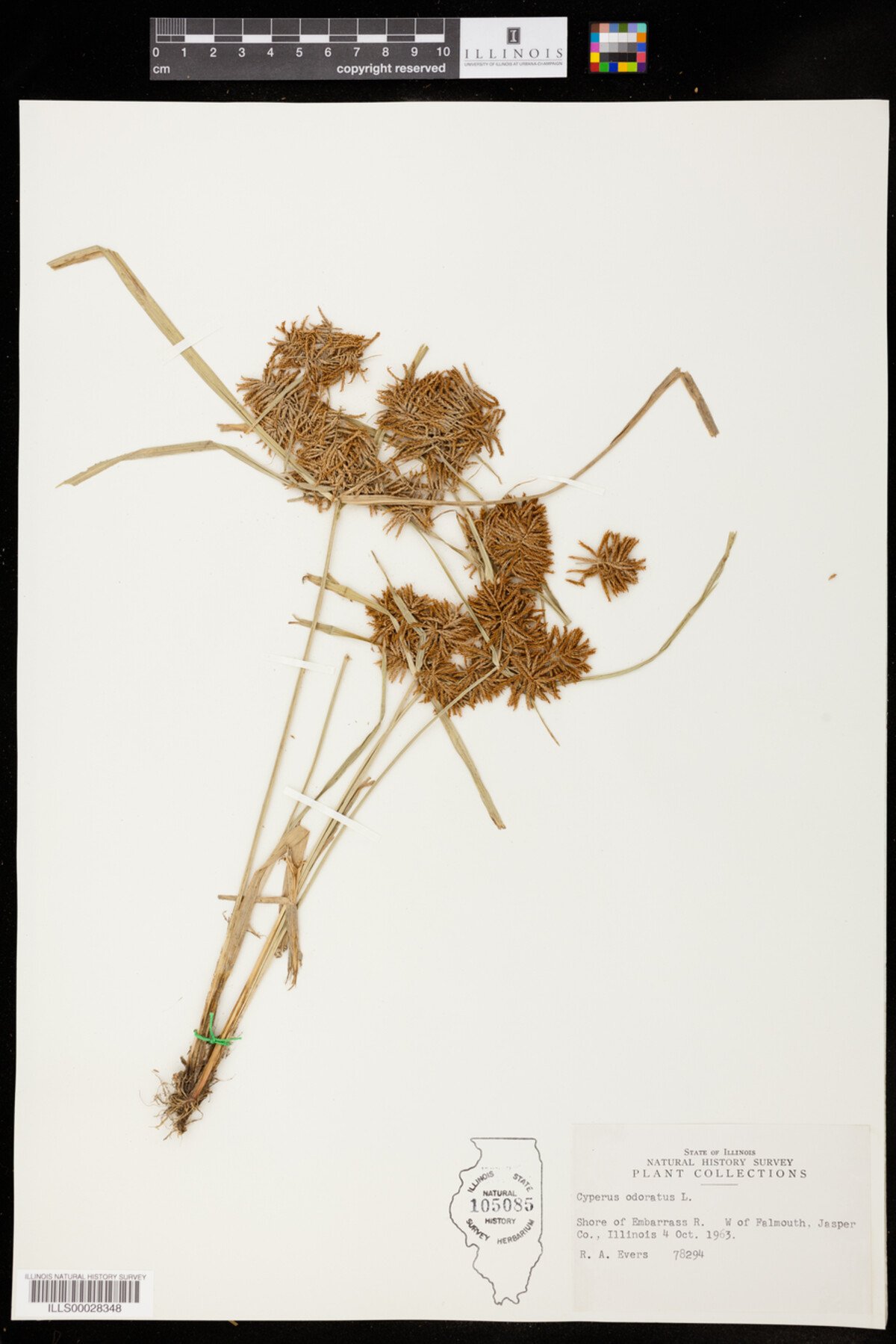 Cyperus image