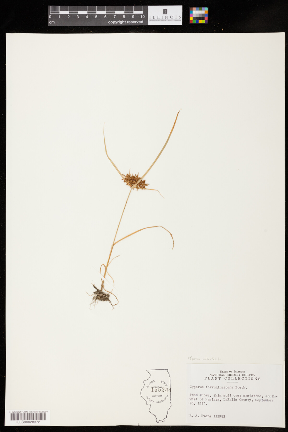 Cyperus odoratus image