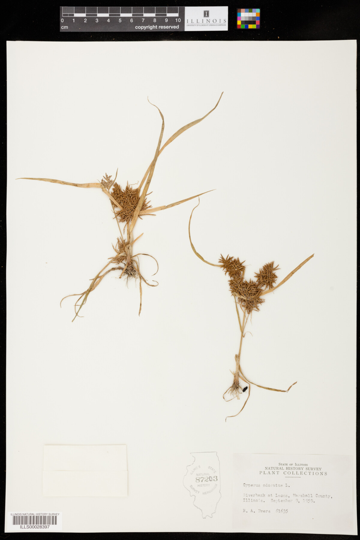 Cyperus odoratus image