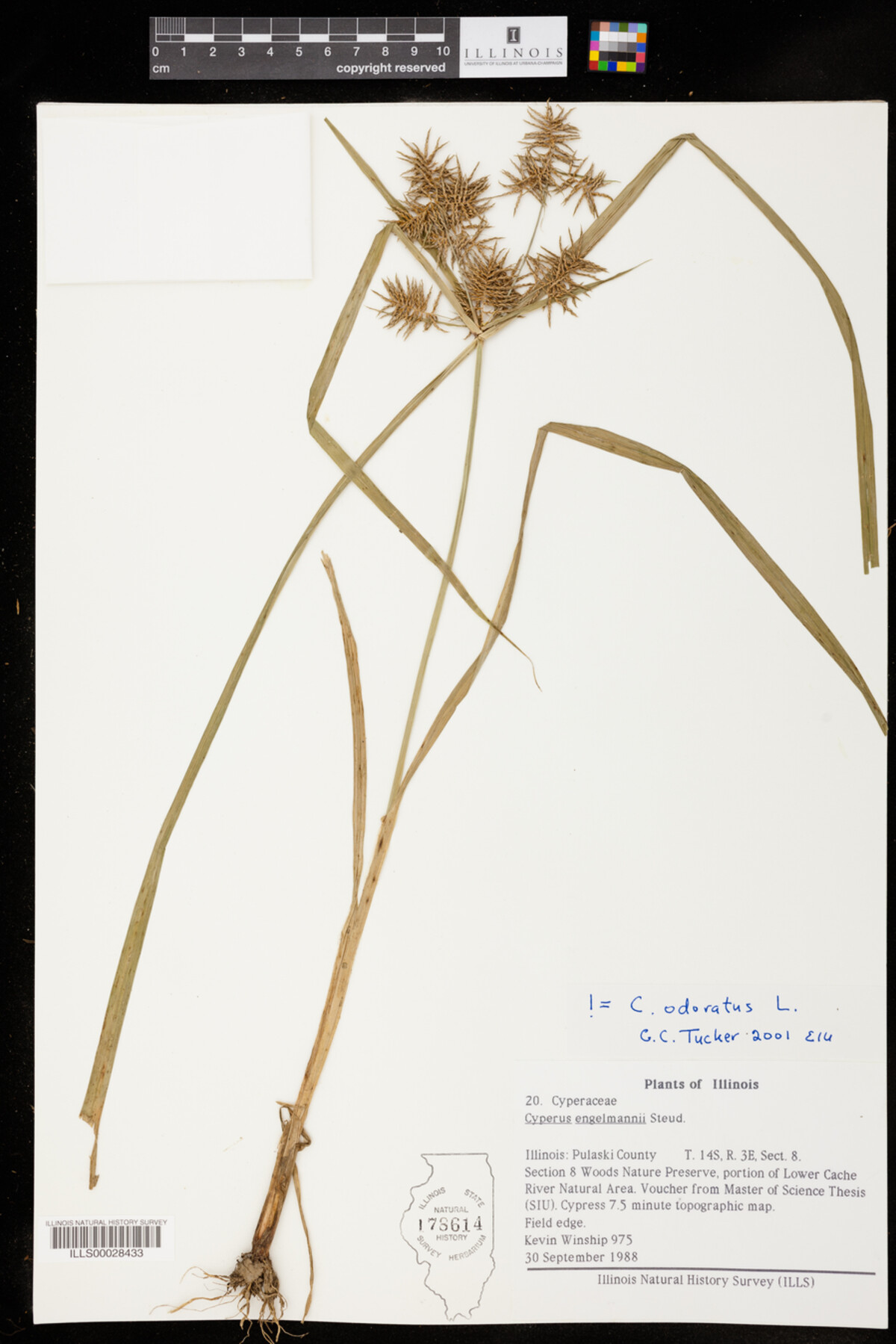 Cyperus odoratus image