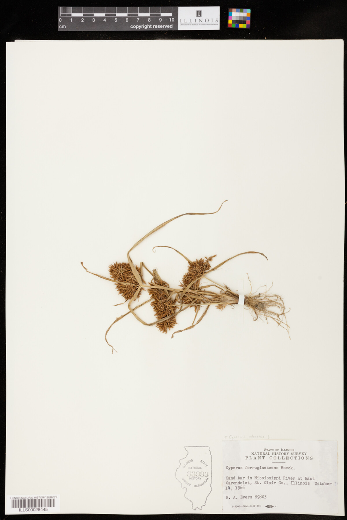 Cyperus odoratus image