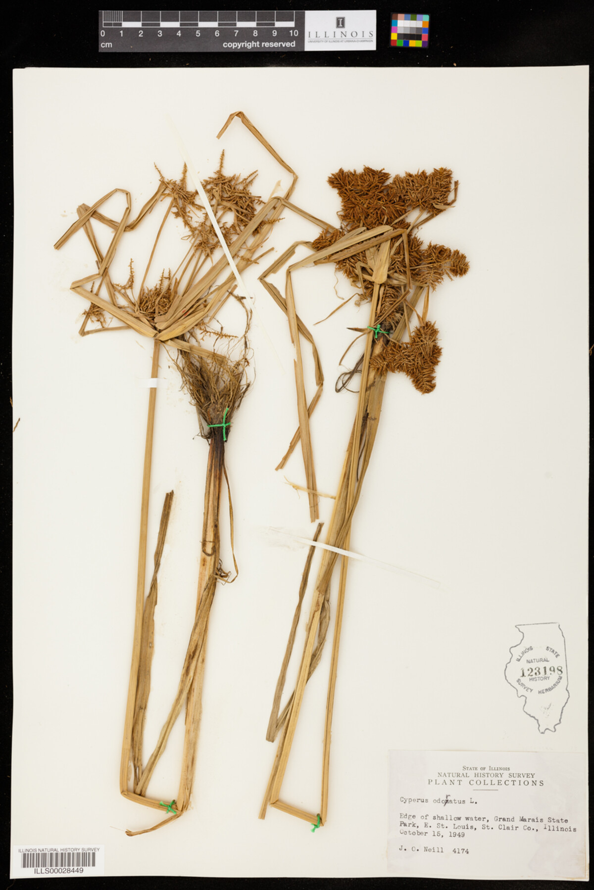 Cyperus odoratus image