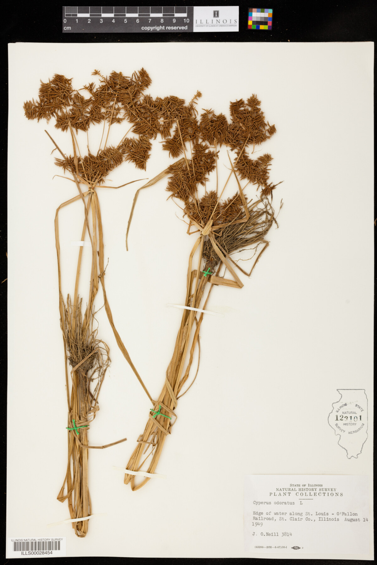 Cyperus image