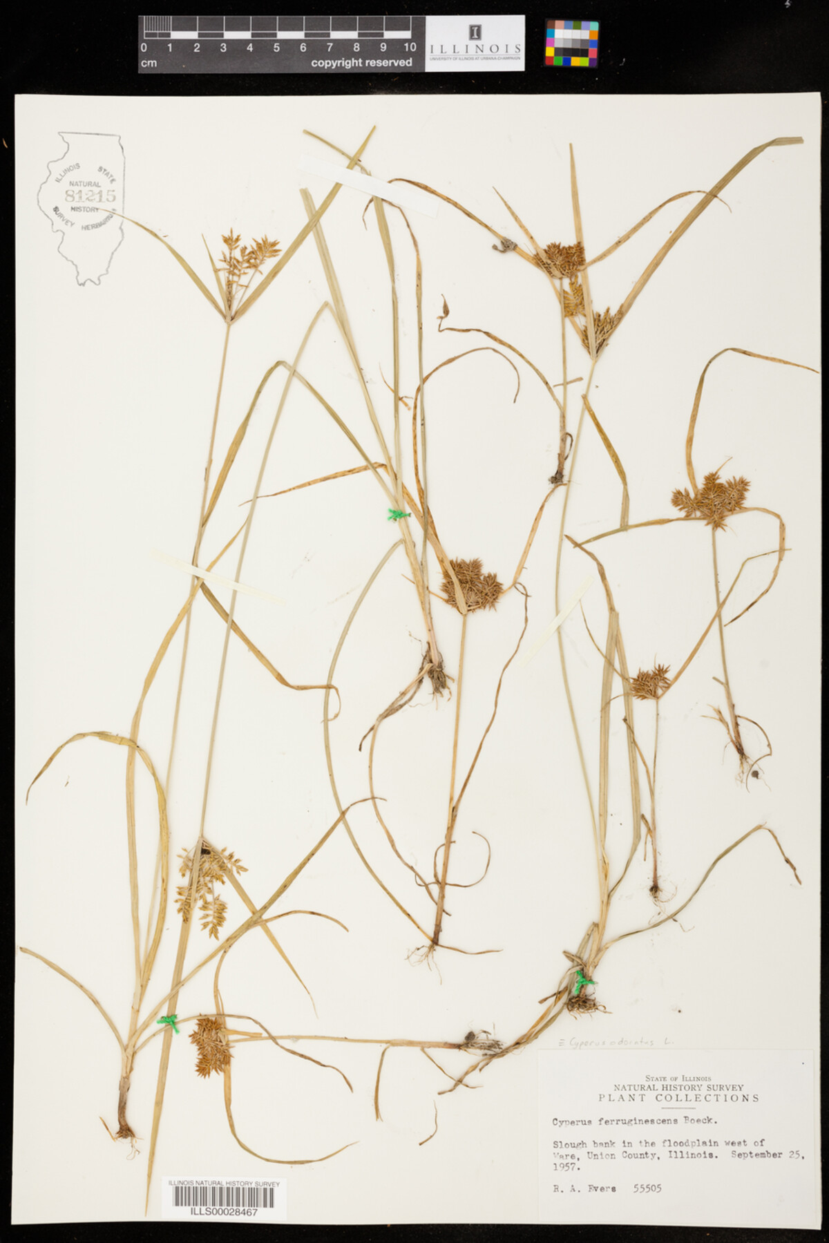 Cyperus odoratus image