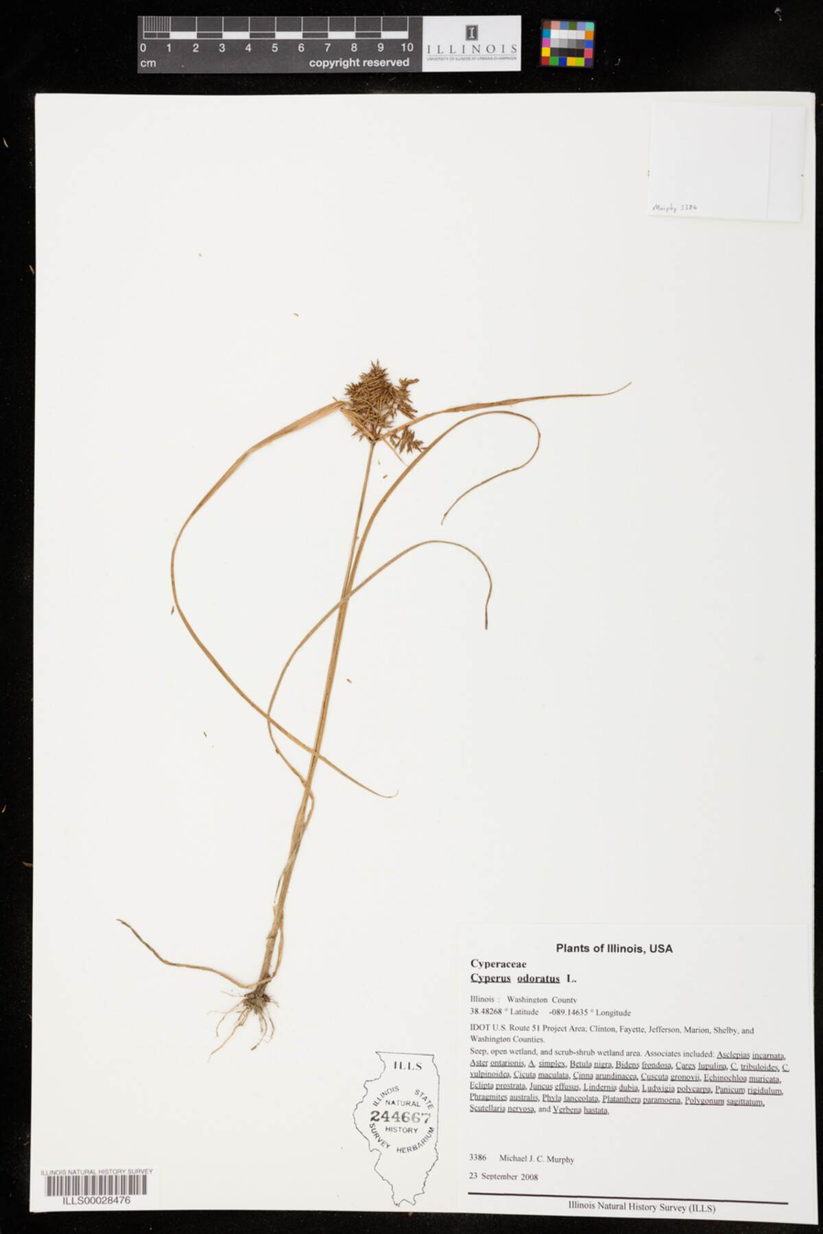 Cyperus odoratus image