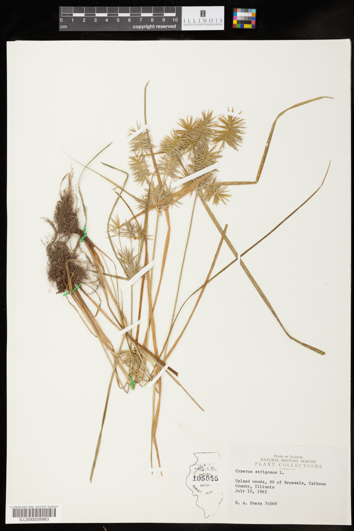 Cyperus strigosus image