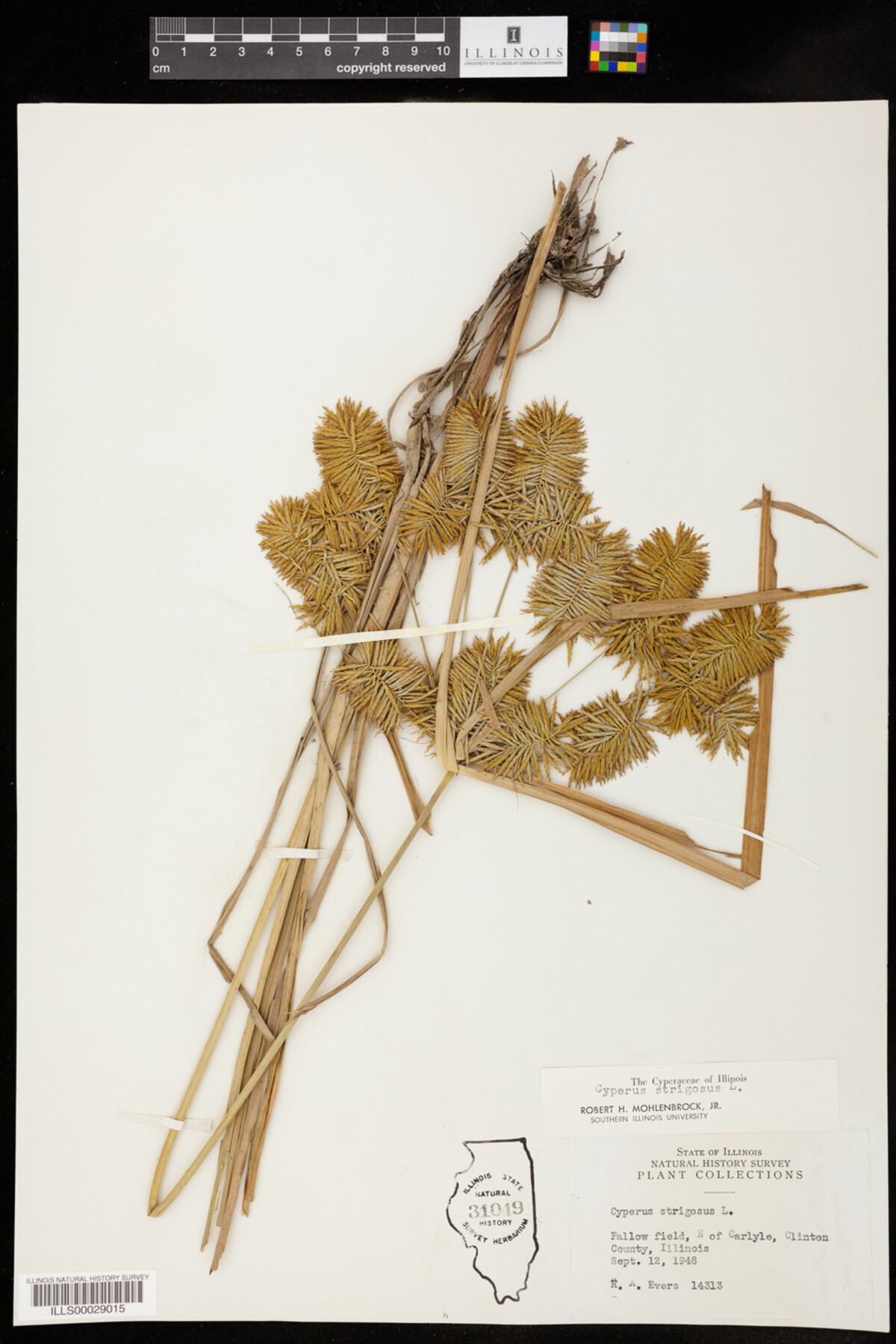 Cyperus strigosus image