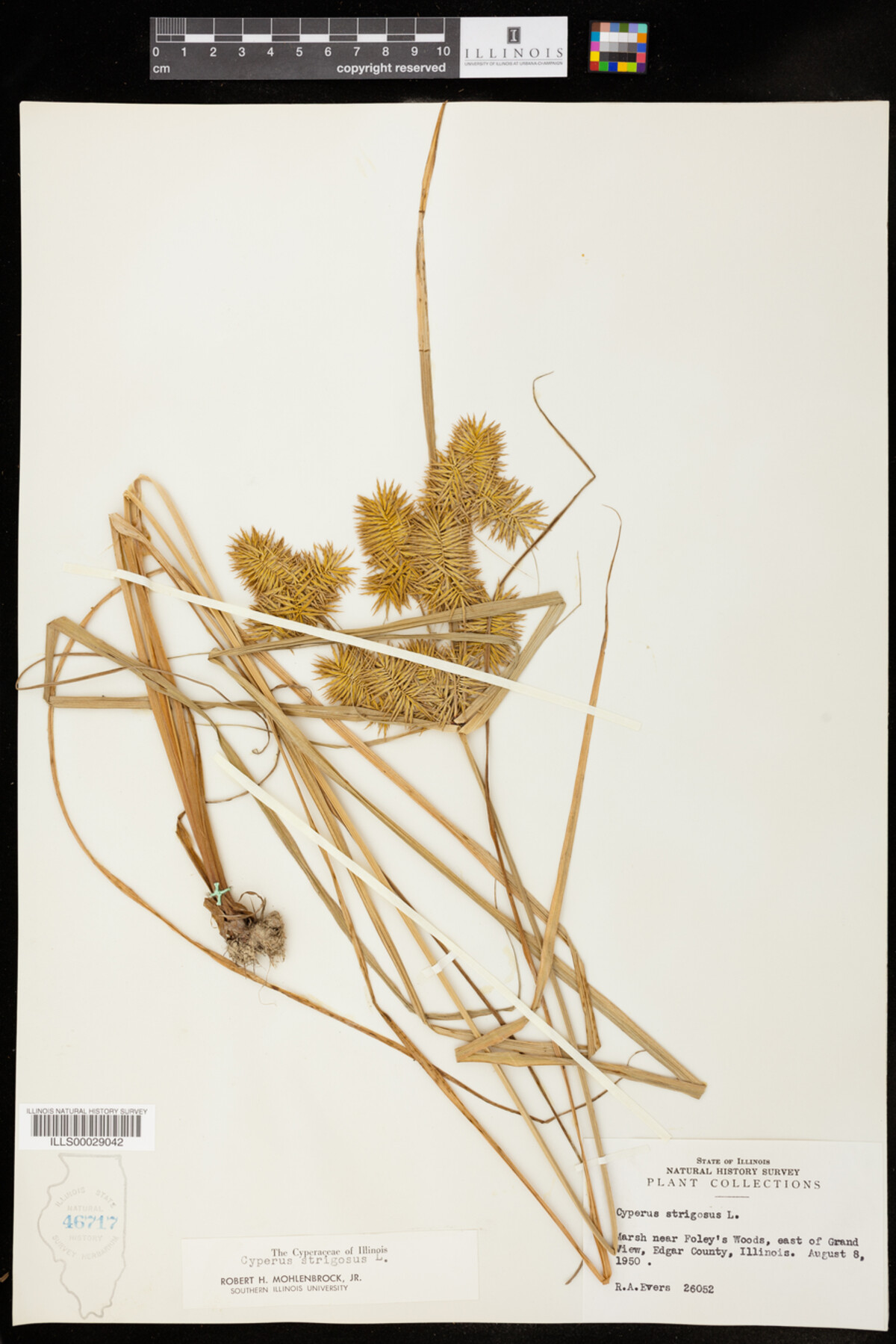 Cyperus strigosus image