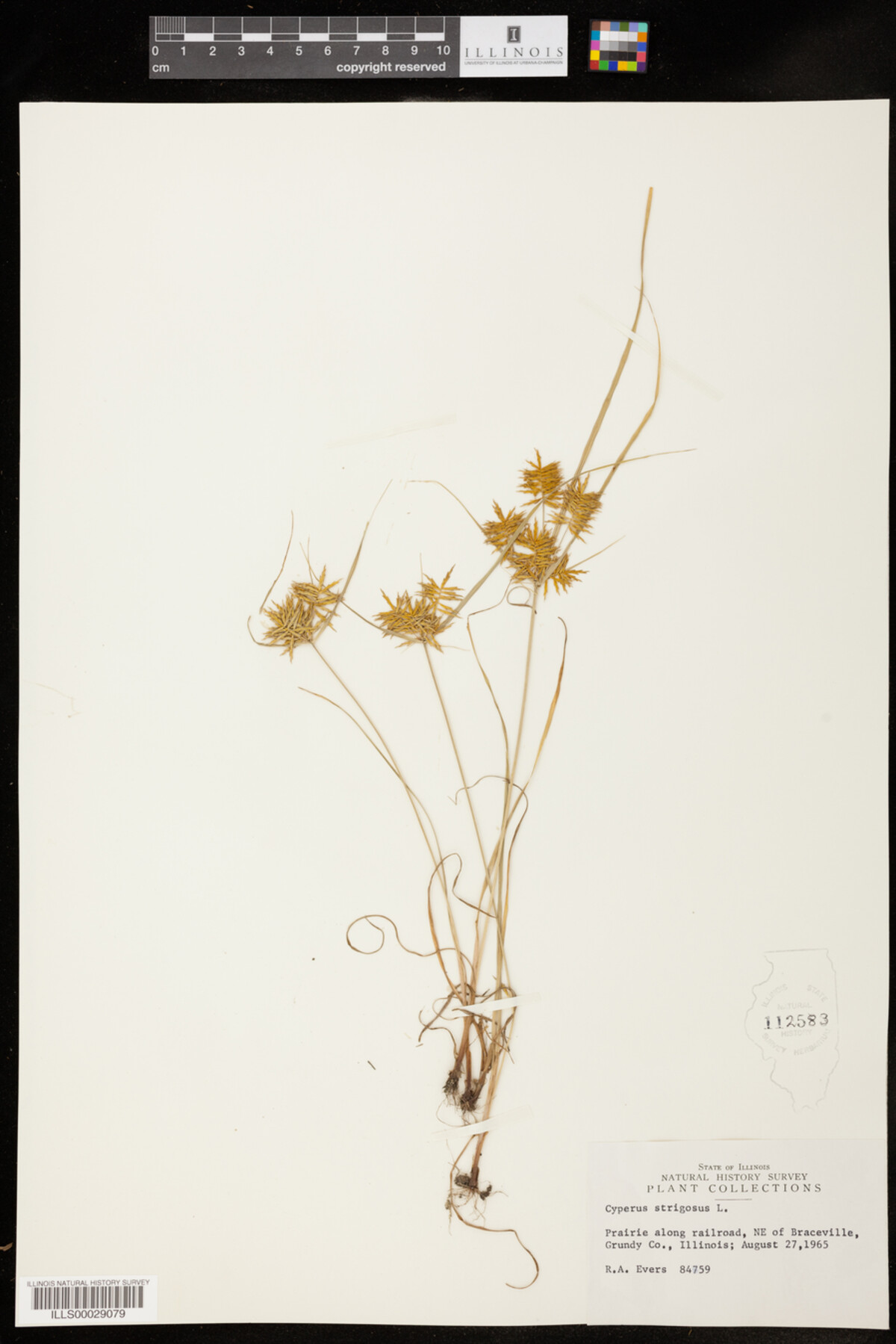 Cyperus strigosus image