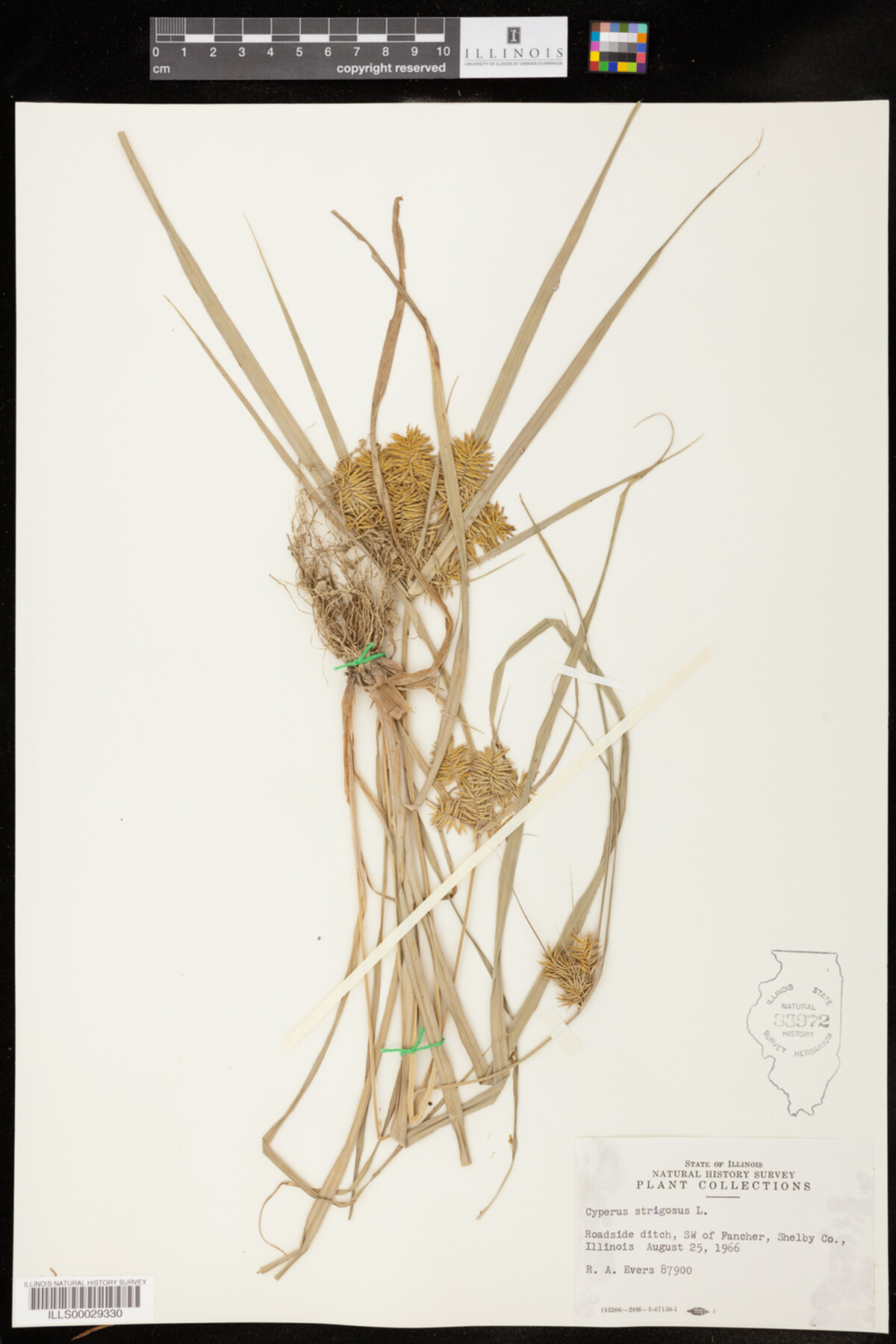 Cyperus strigosus image