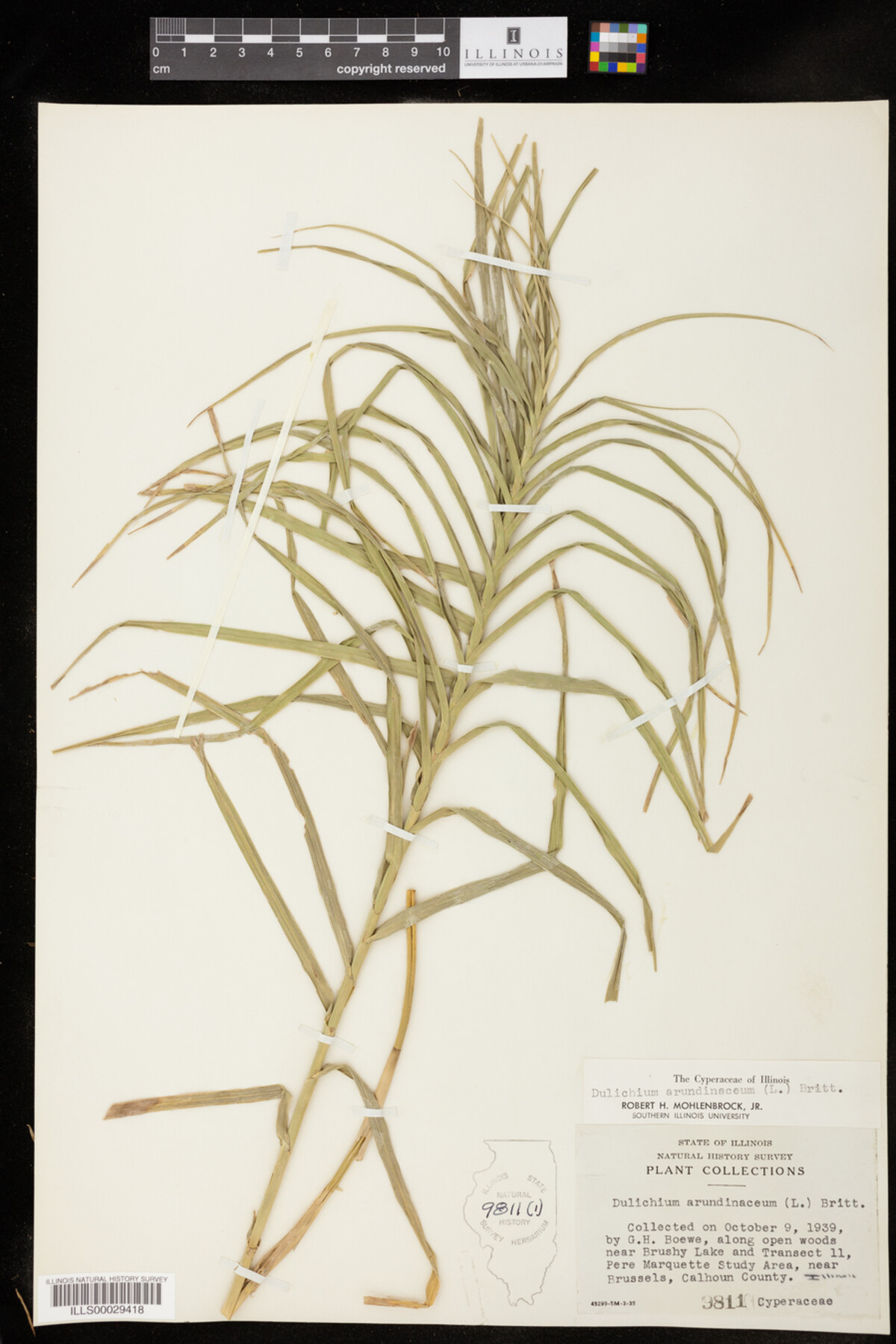 Dulichium arundinaceum image