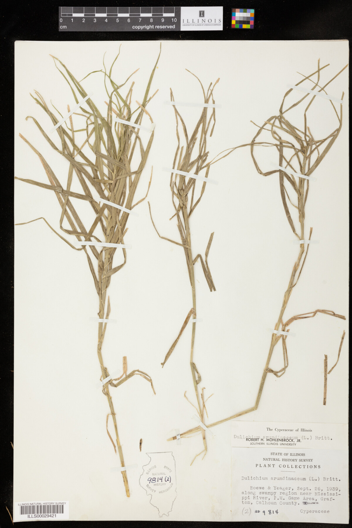 Dulichium arundinaceum image