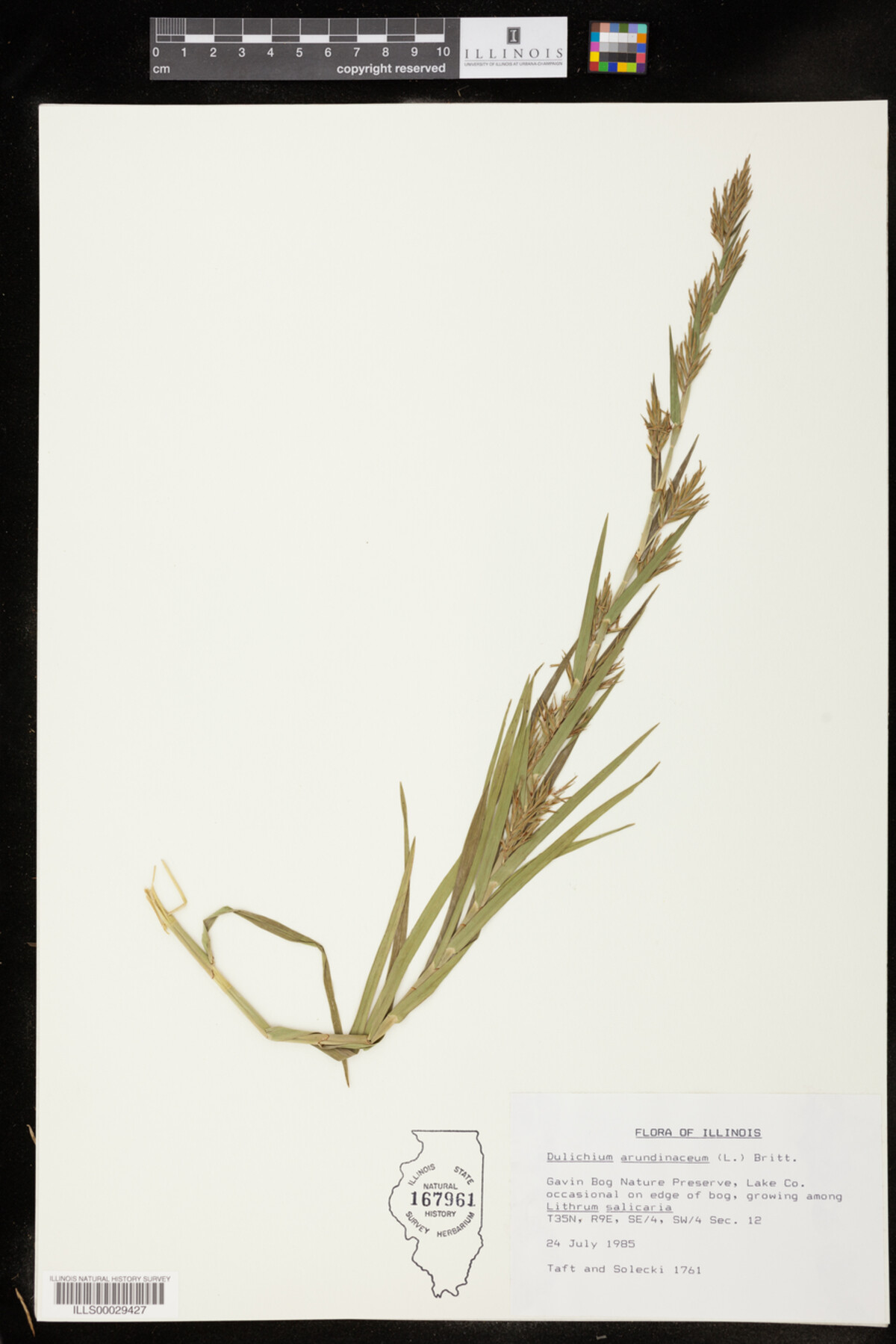 Dulichium arundinaceum image