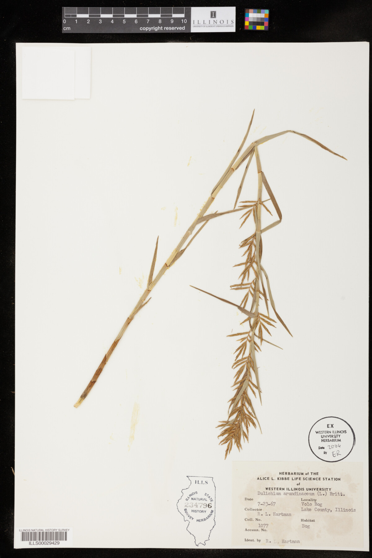 Dulichium arundinaceum image