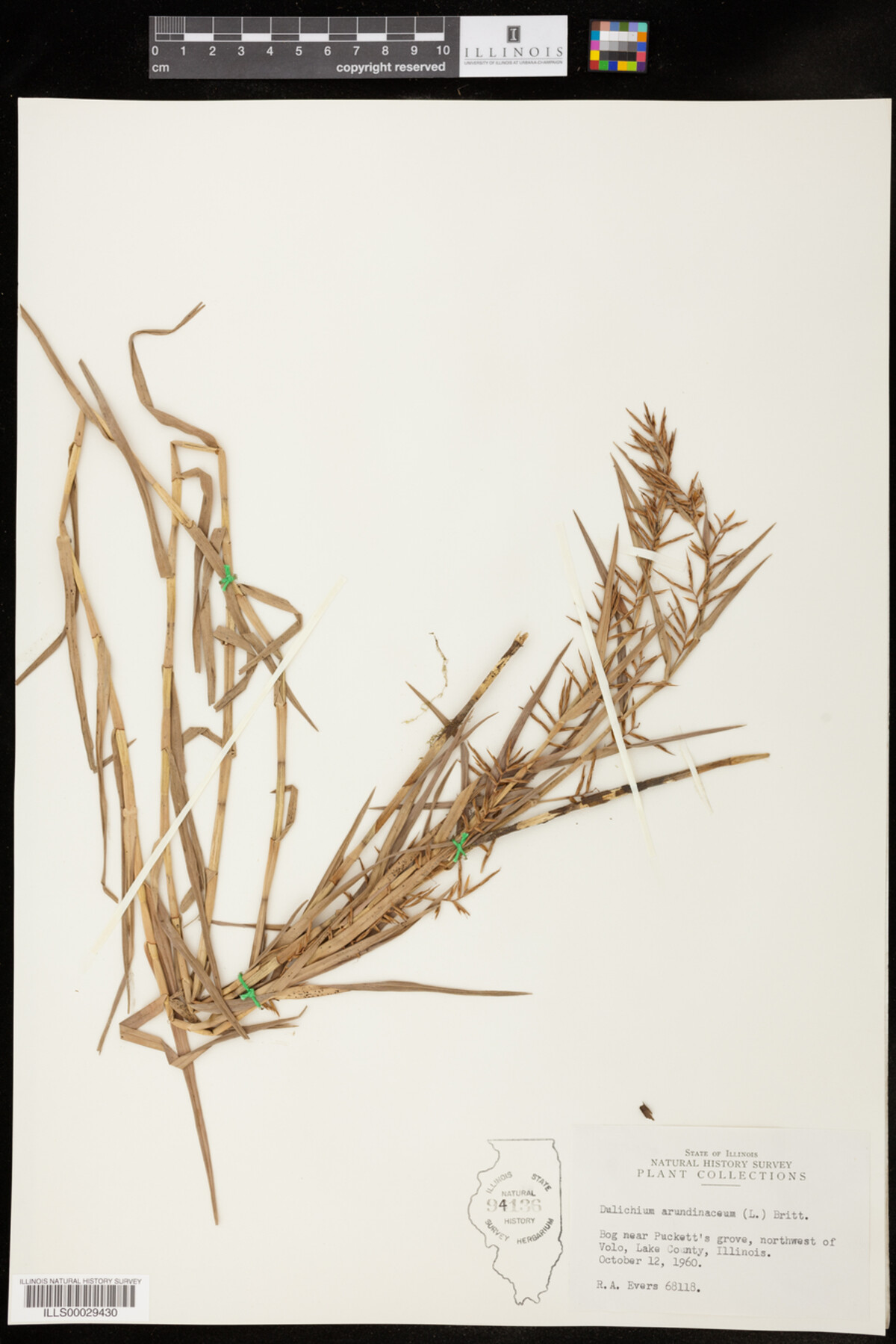 Dulichium image