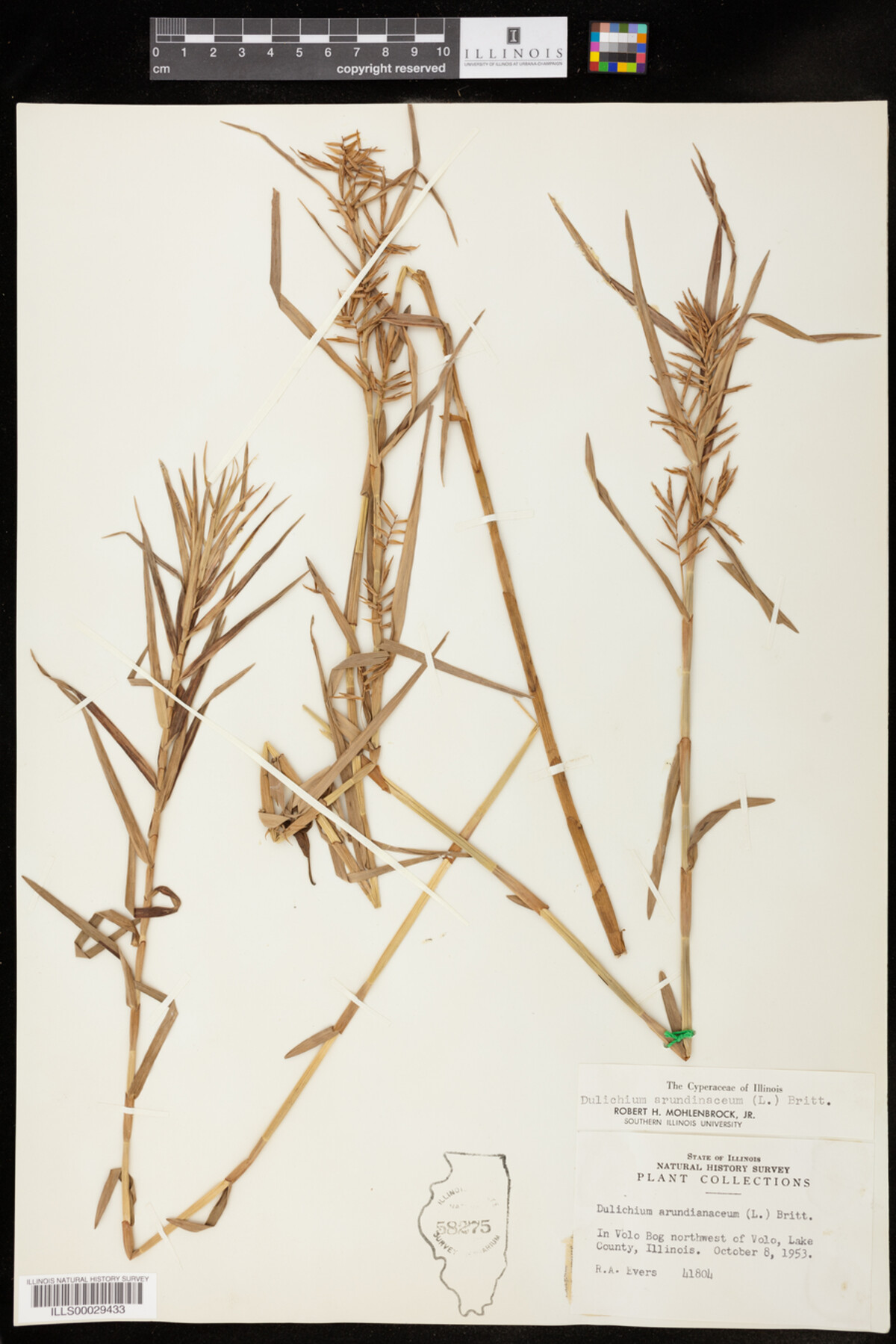 Dulichium arundinaceum image