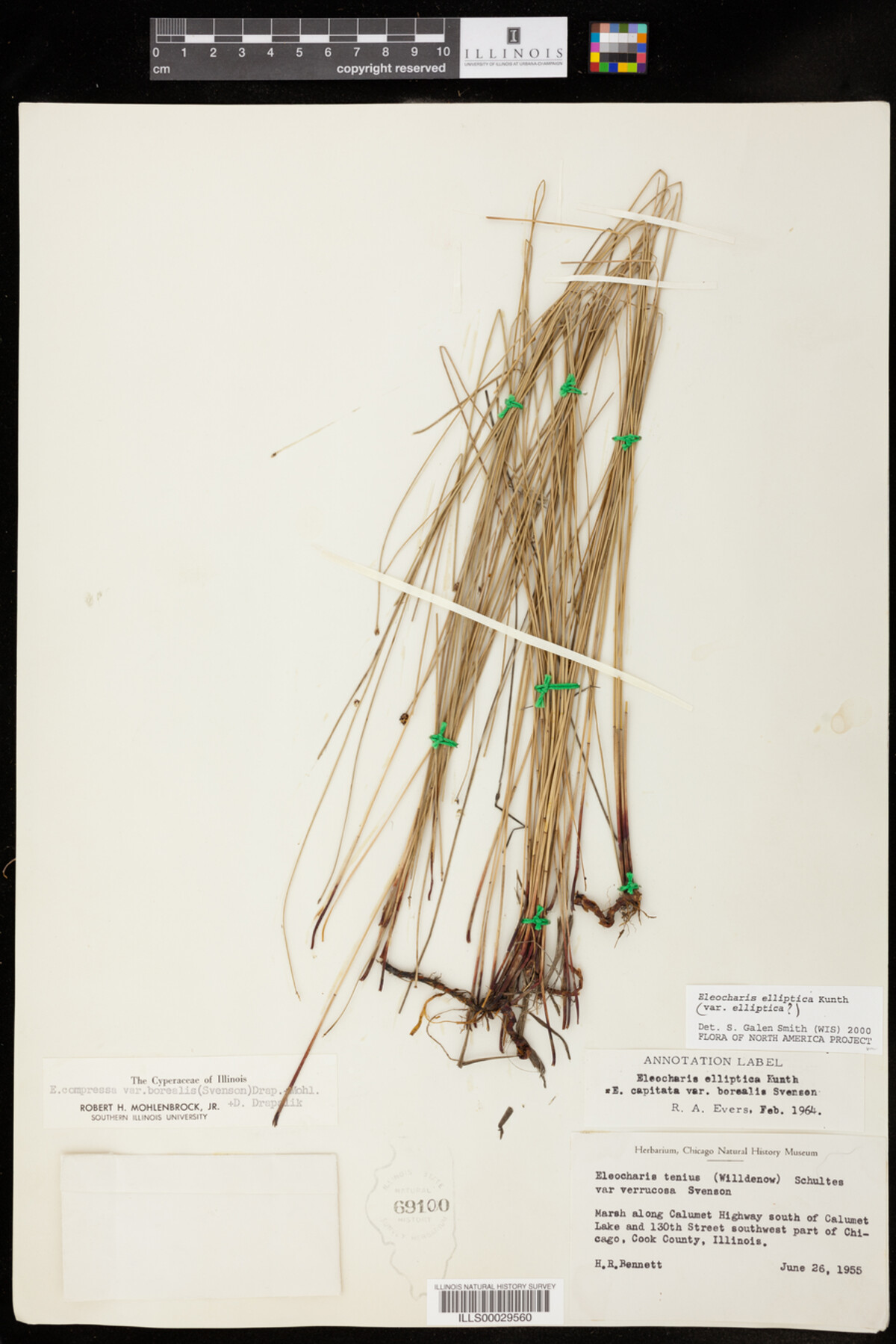 Eleocharis elliptica var. elliptica image